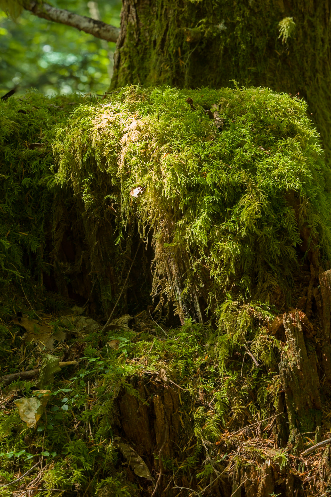 Newhalem Rainforest, North Cascades, WA, USA