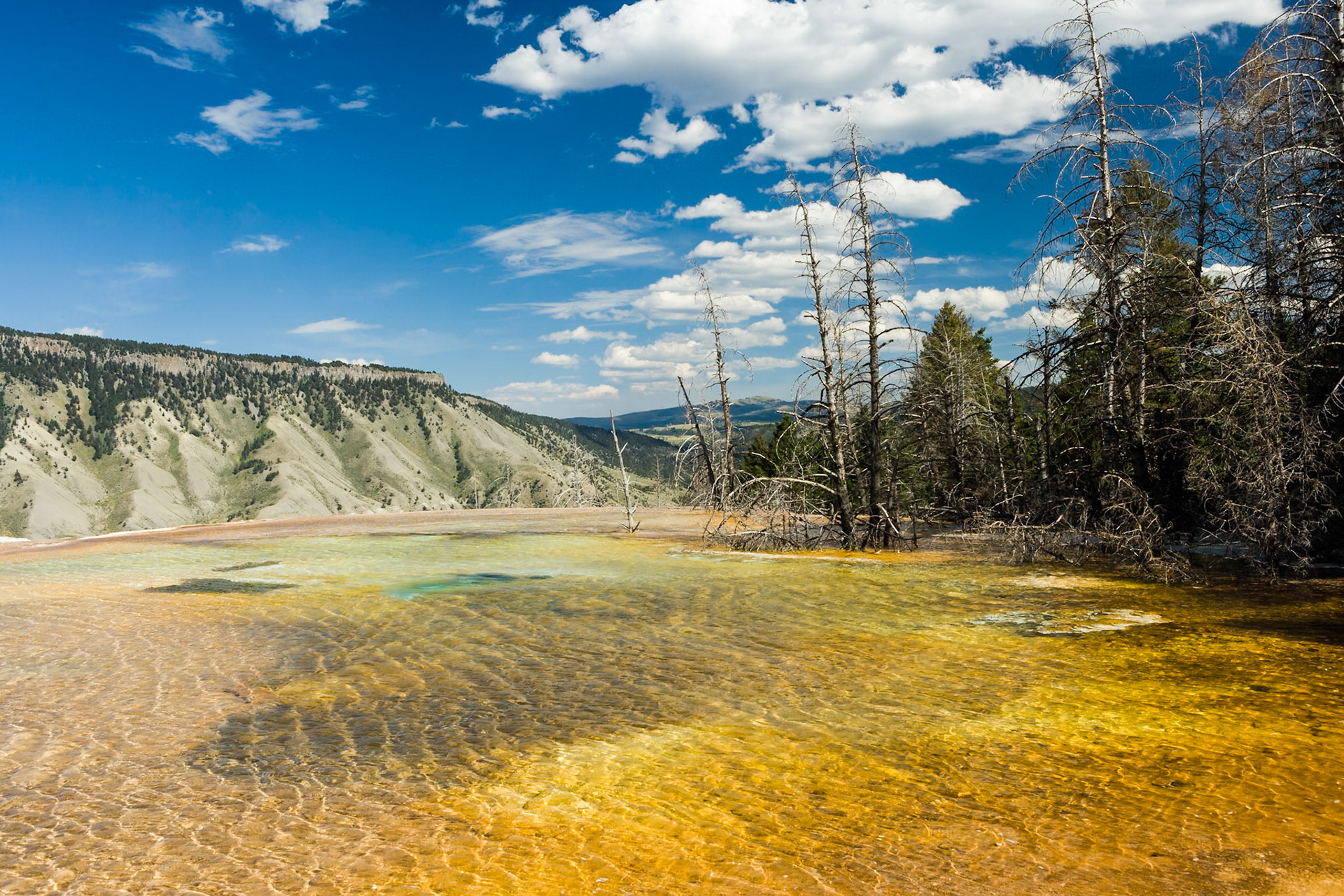 Canary Spring at Mammoth Hot Springs  in Yellowstone National Park Wyoming, USA