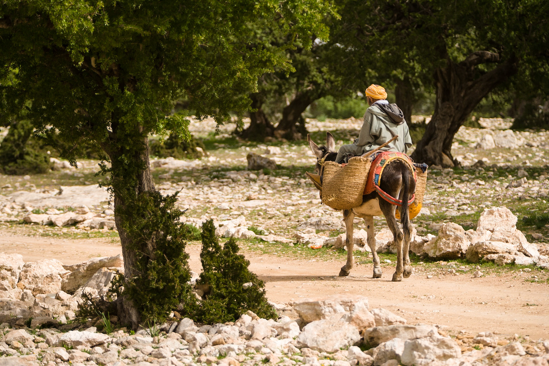Man at donkey between Argania trees at Ida Ougourd near Essaouira