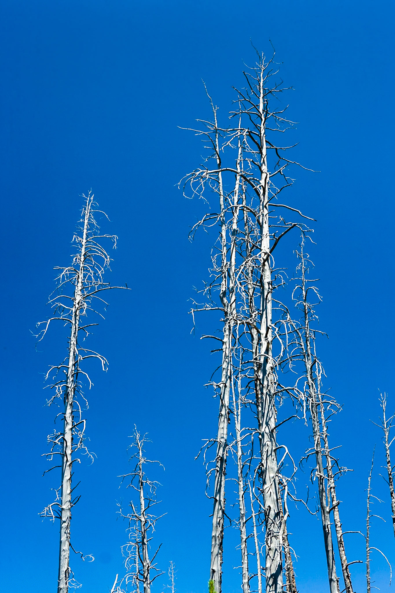 Burned trees Near Artists Paintpots  in Yellowstone National Park Wyoming,