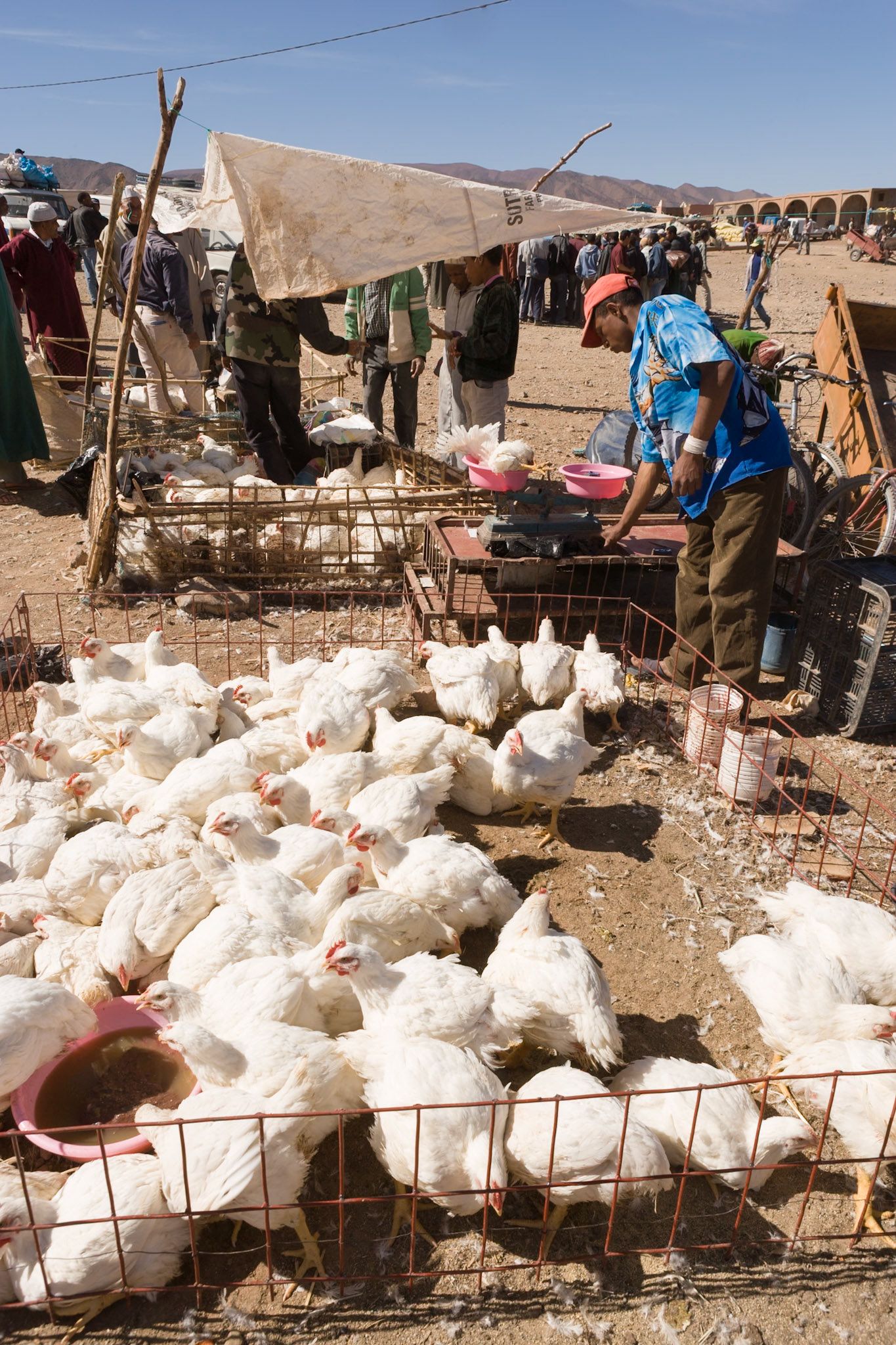Fresh chickens to order at market at Agdz, Morocco