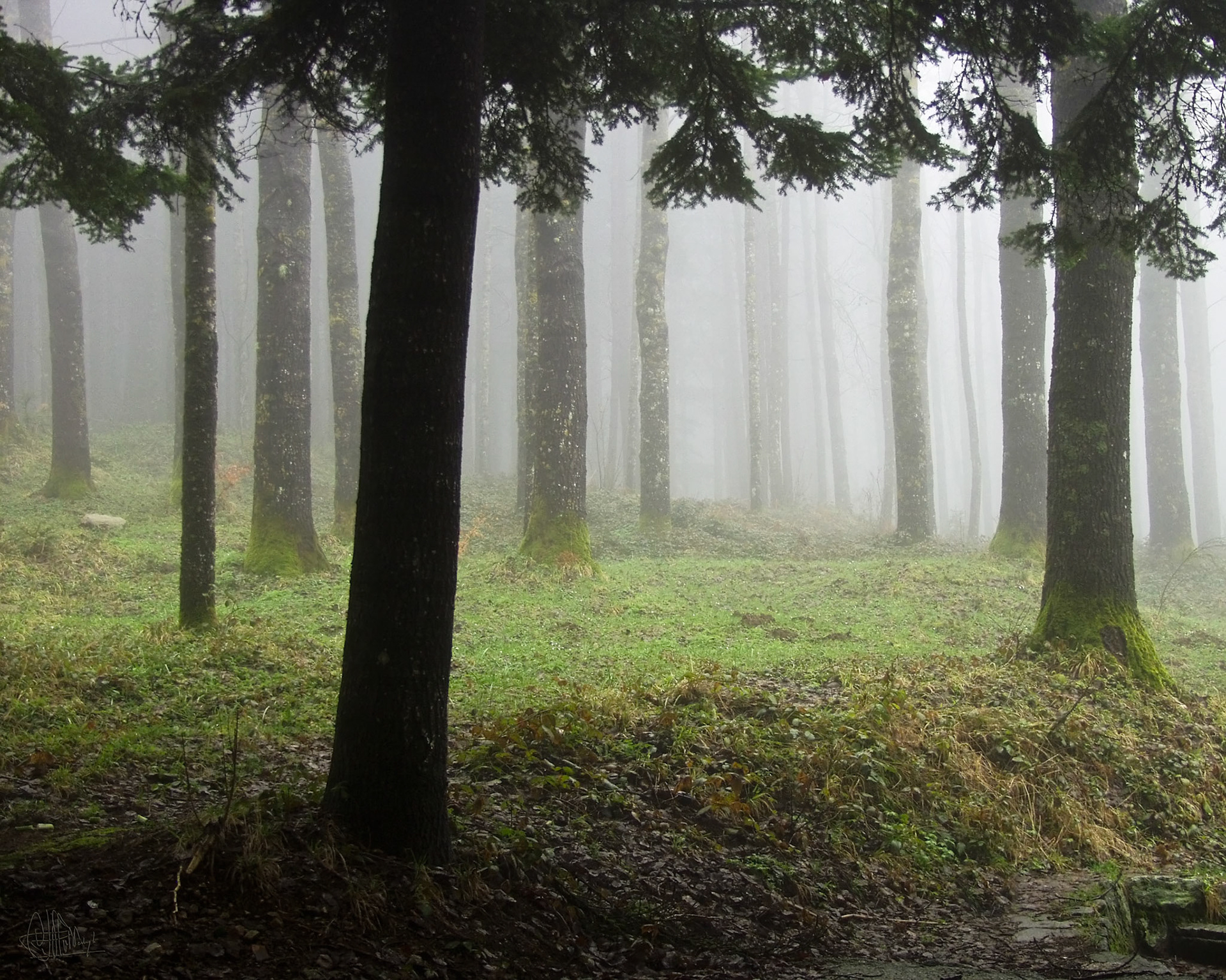 Fog in the forest of Gambarie, Calabria, Italy