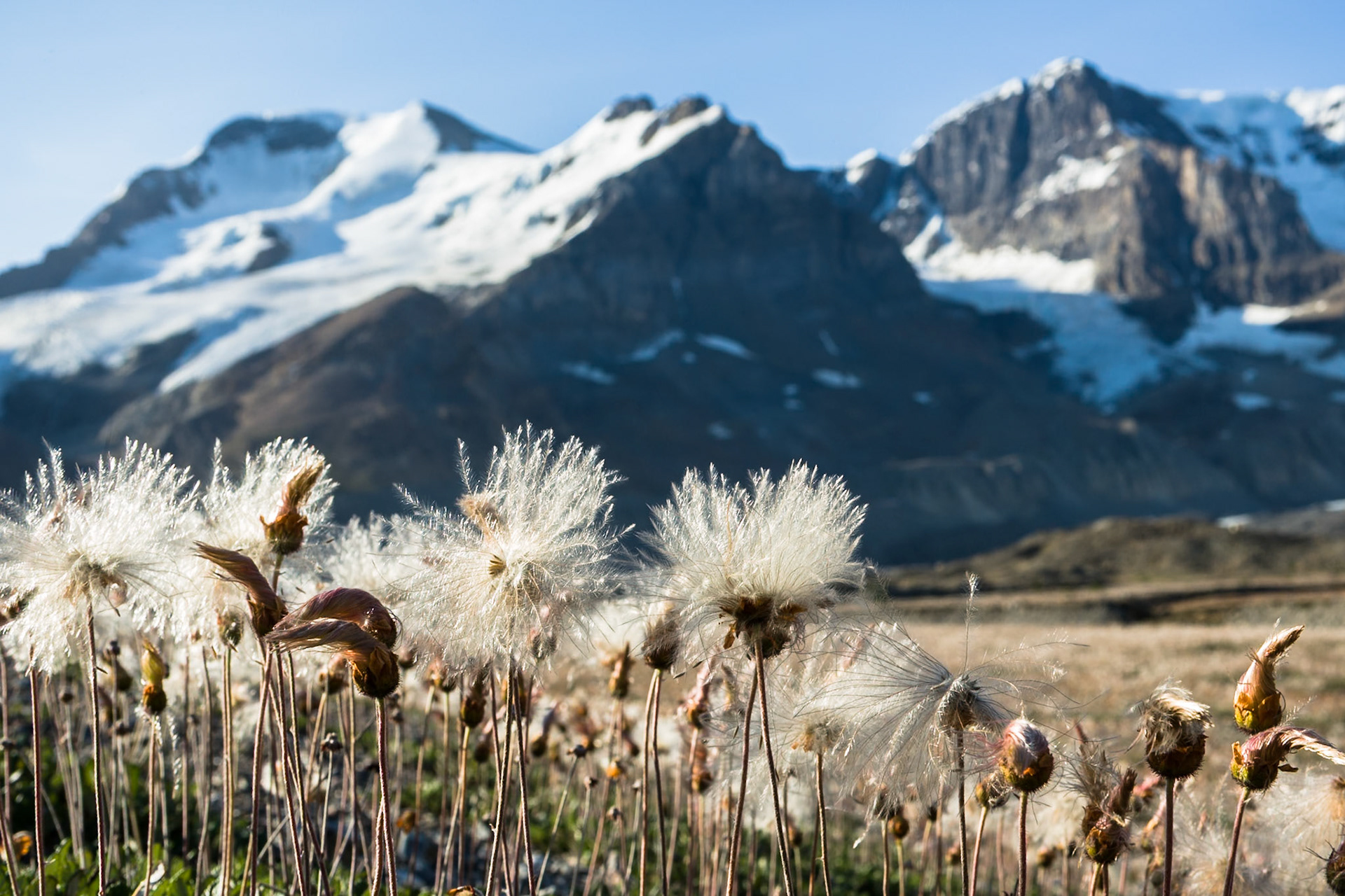 Mount Athabasca from Icefields Parkway, Jasper Nat'l Park, Alberta, CA