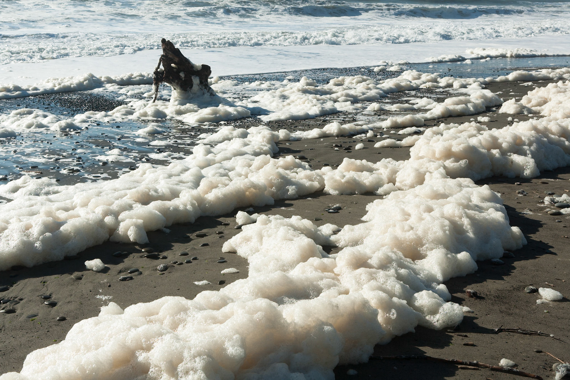 Sea Foam at First Beach near La Push, Olympic National Park, Washington, USA