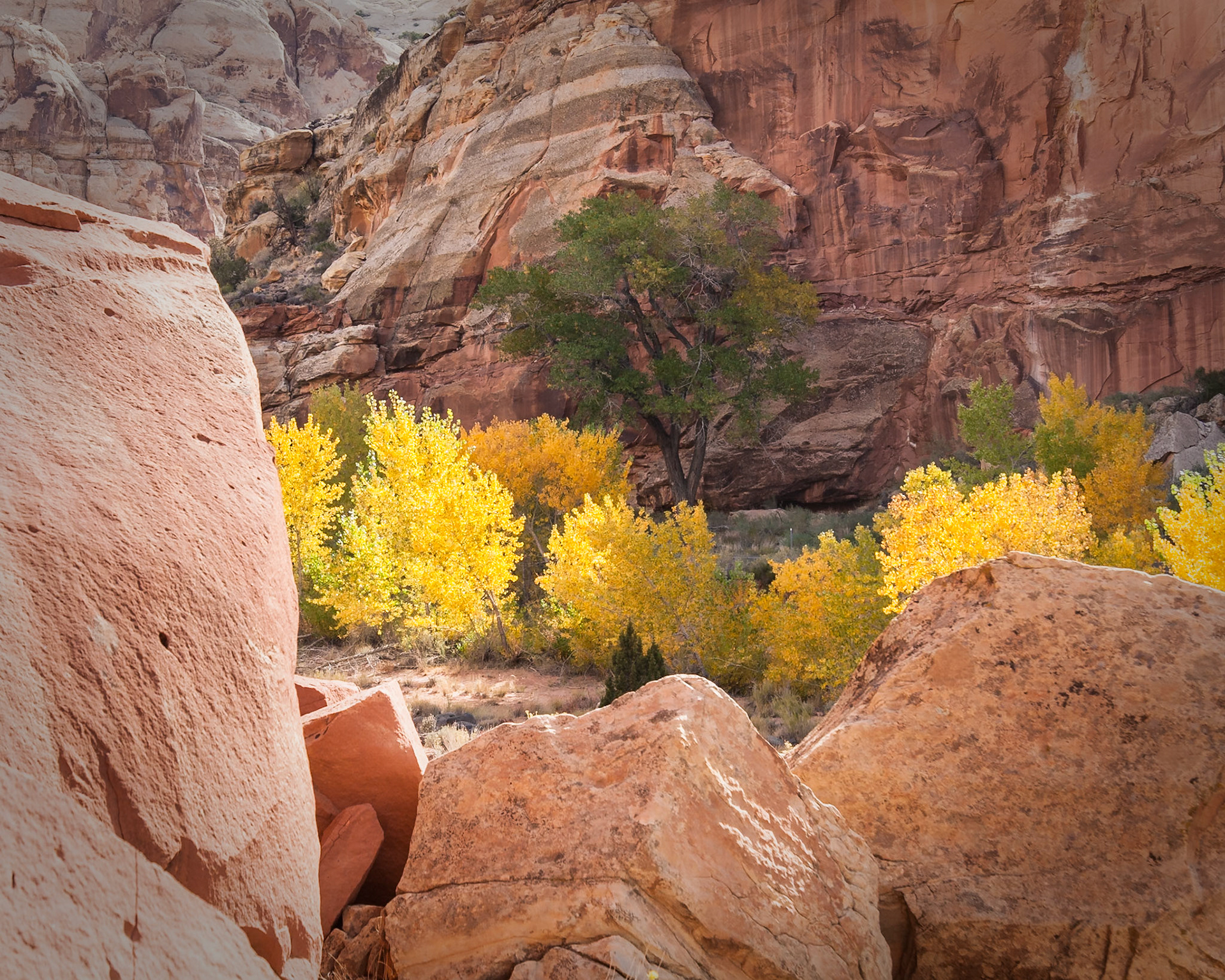 Autumn trees at Hickman Natural bridge Trail, Capitol Reef Nat'l Park, Utah, USA