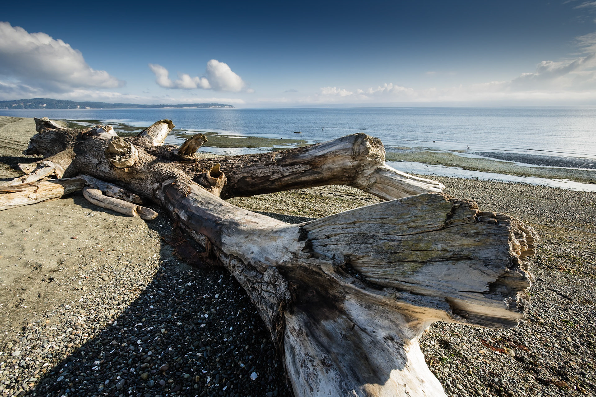 Driftwood at Fay Bainbridge State Park, Bainbridge Island, Washington, USA