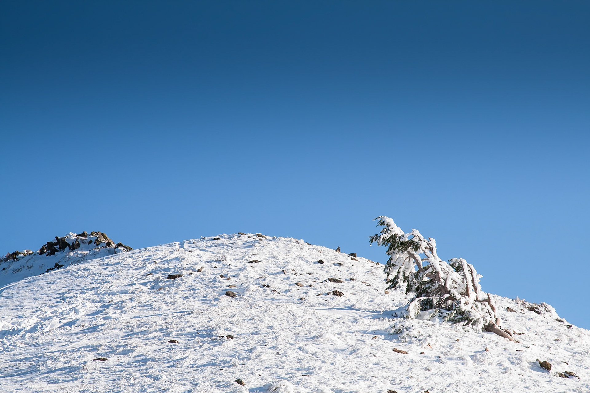 Tree on the top of a hill covered with snow at Wasatch Range in Utah, USA