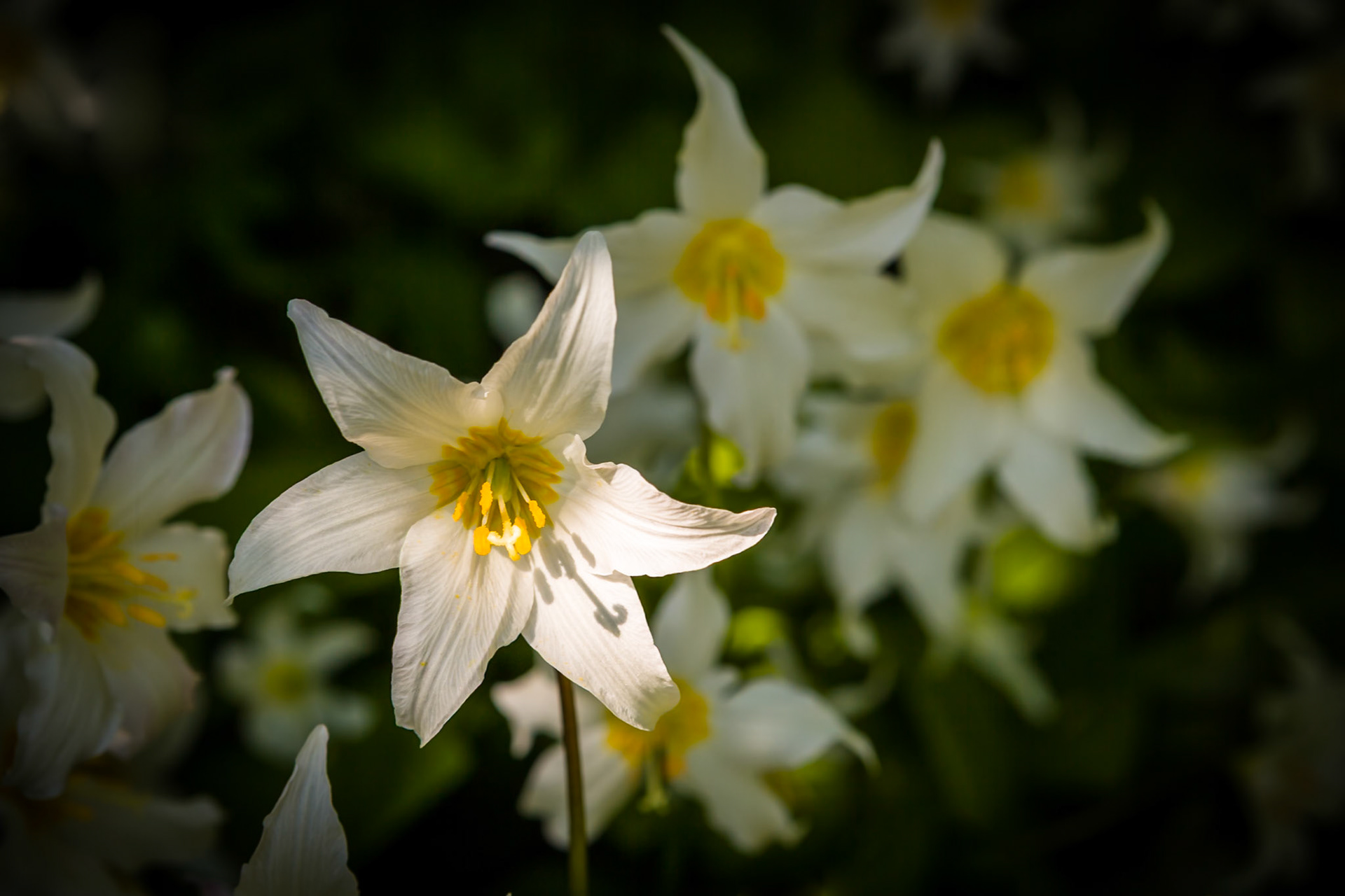 Flowers at Picture Lake at Mt Baker Hwy, WA, USA,