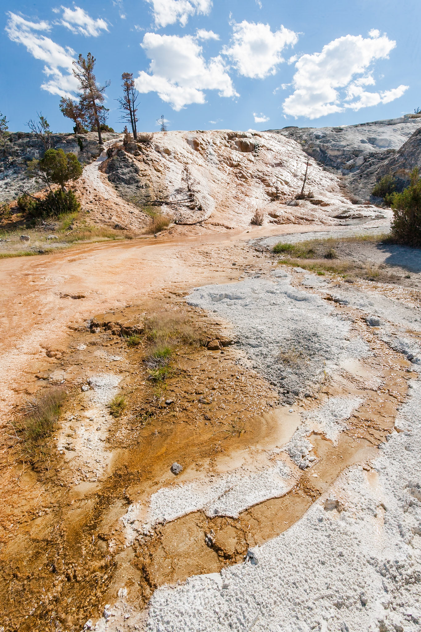 Palette Spring with a palette of colors at Mammoth Hot Springs  in Yellowstone National Park Wyoming, USA