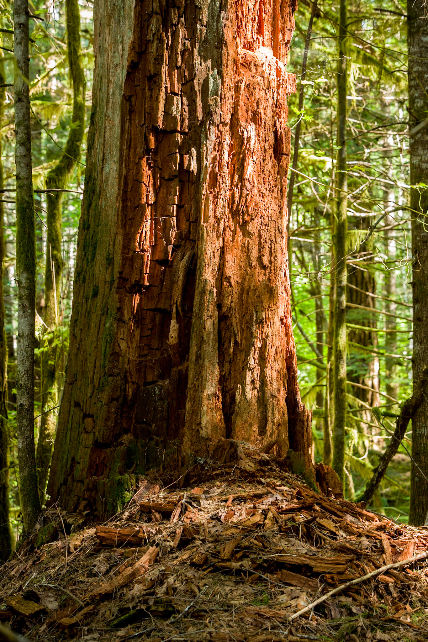 Newhalem Rainforest, North Cascades, WA, USA