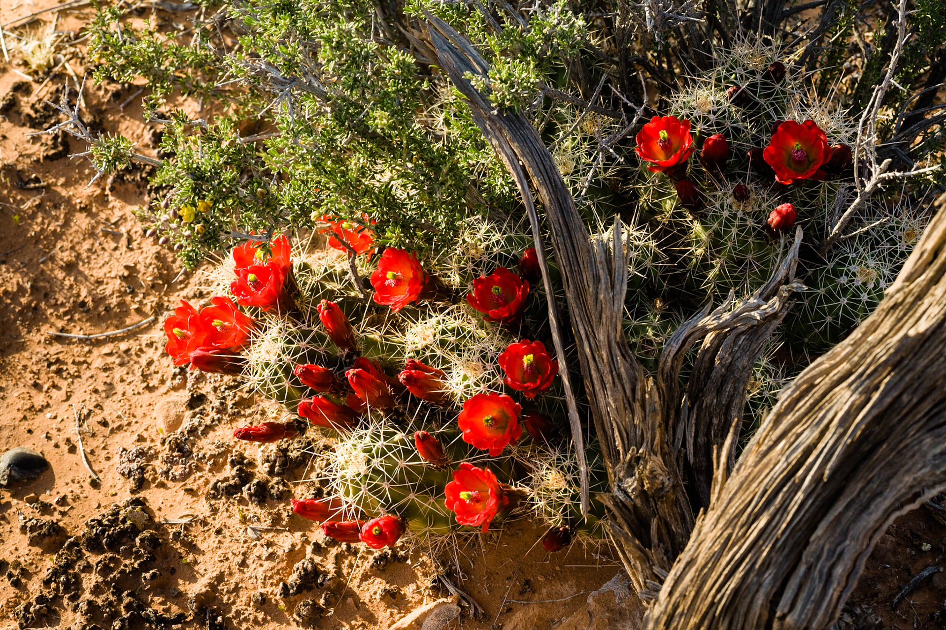 Hedgehog Cactus flower at Corona Arch trail at 279 near Moab,  Utah, USA