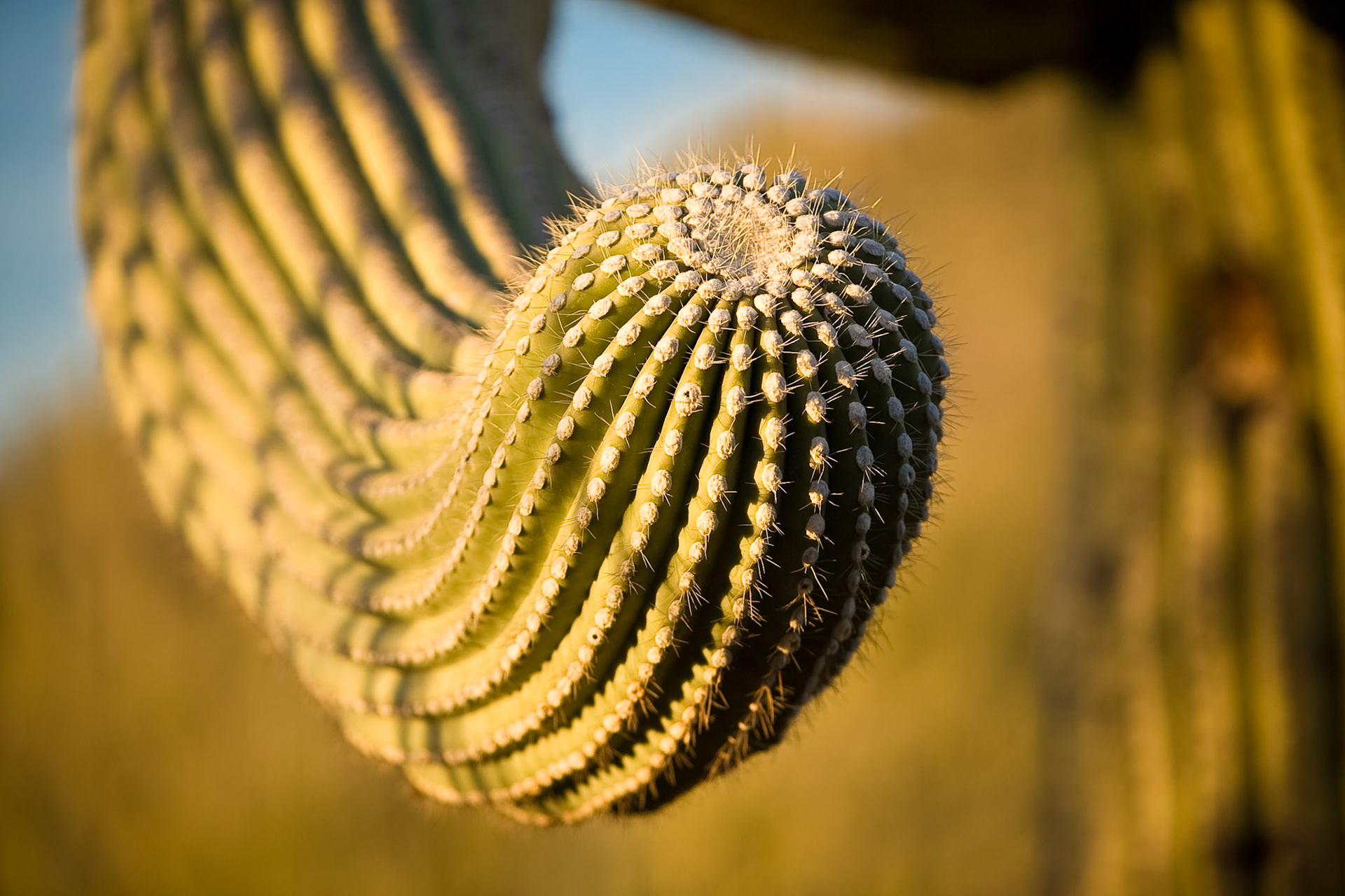 Part of a Saguaro at Saguaro National Park, AZ, USA