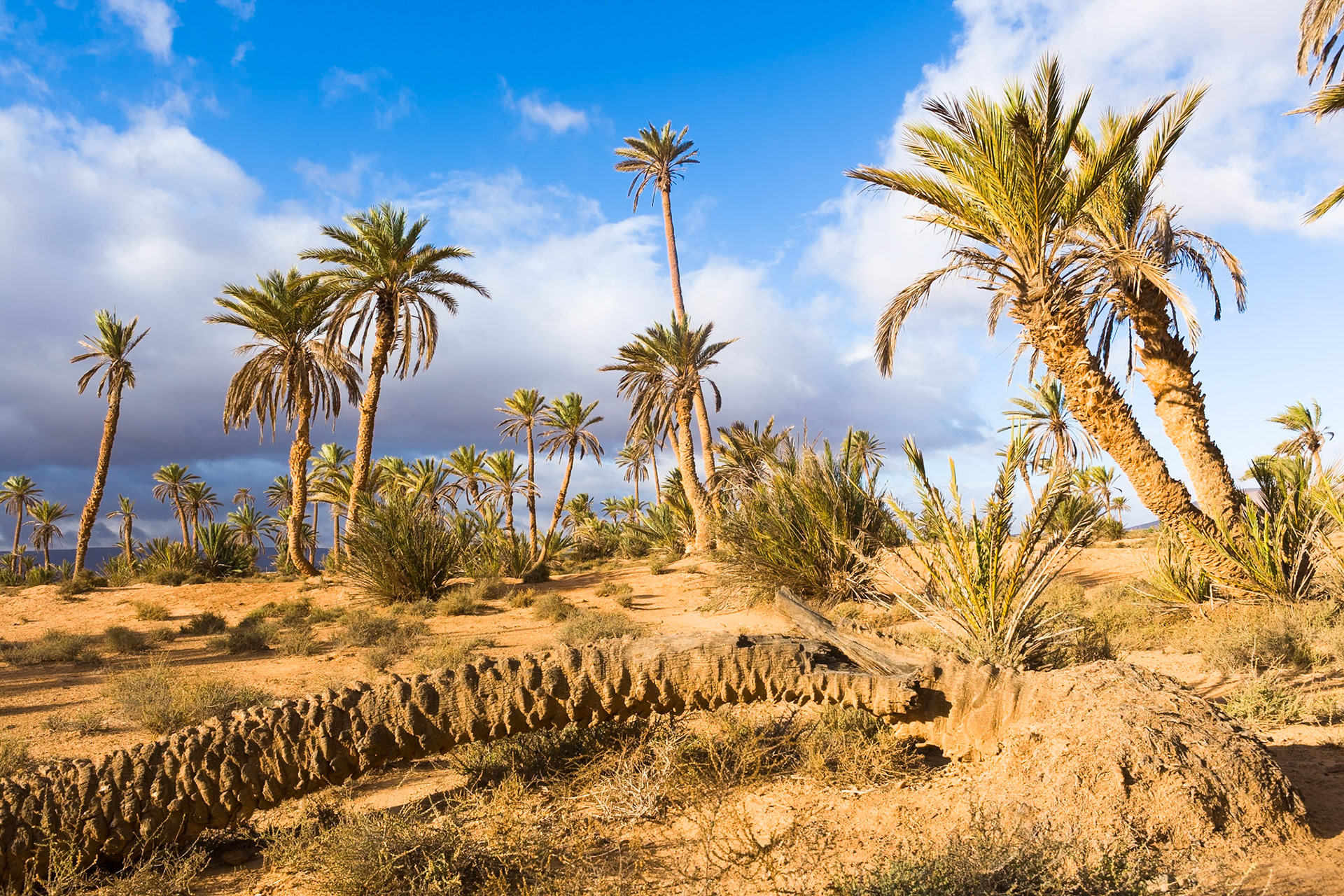 Oasis near Guelmim, Morocco