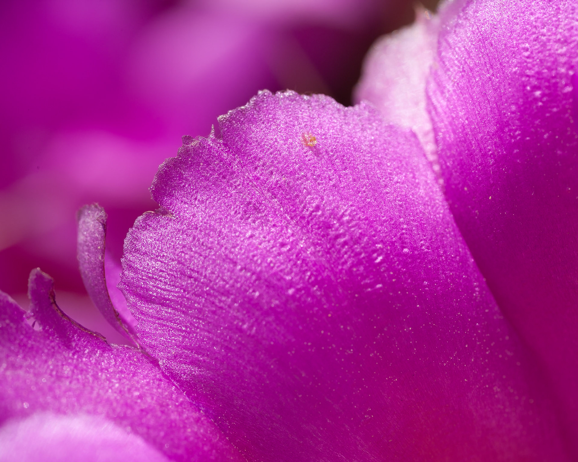 Close-up Hedgehog Cactus flower at Oliver Lee Memorial State Park, New Mexico, USA