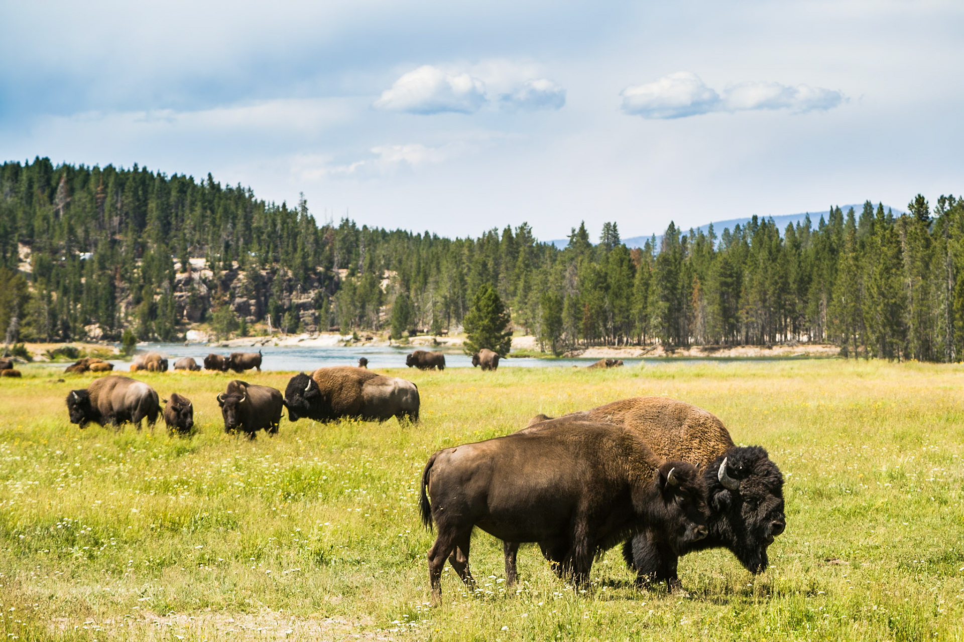 Bison at Yellowstone National Park, WY, USA