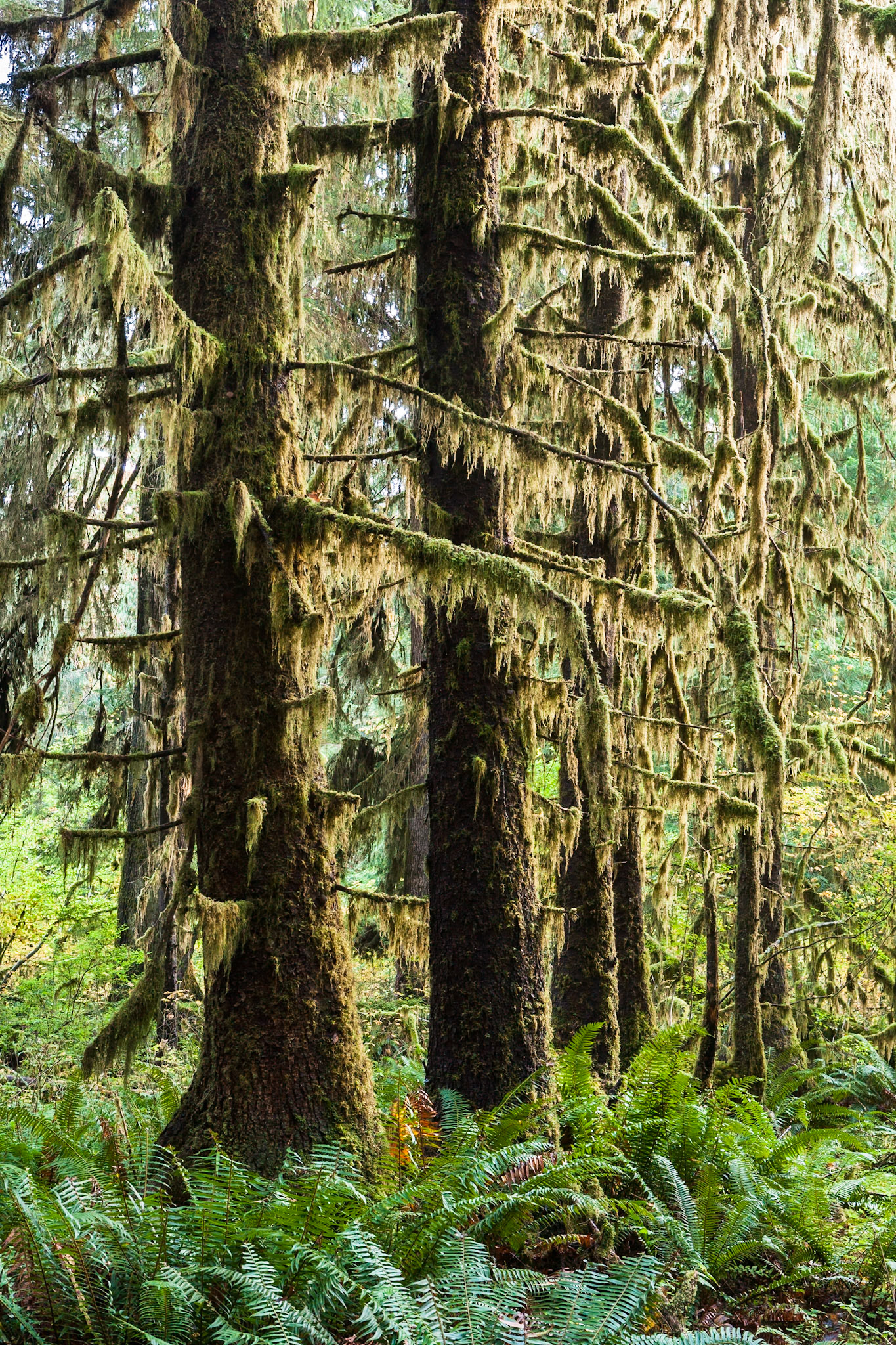 Hall of Mosses in the Hoh Rainforest at Olympic national Park, Washington, USA