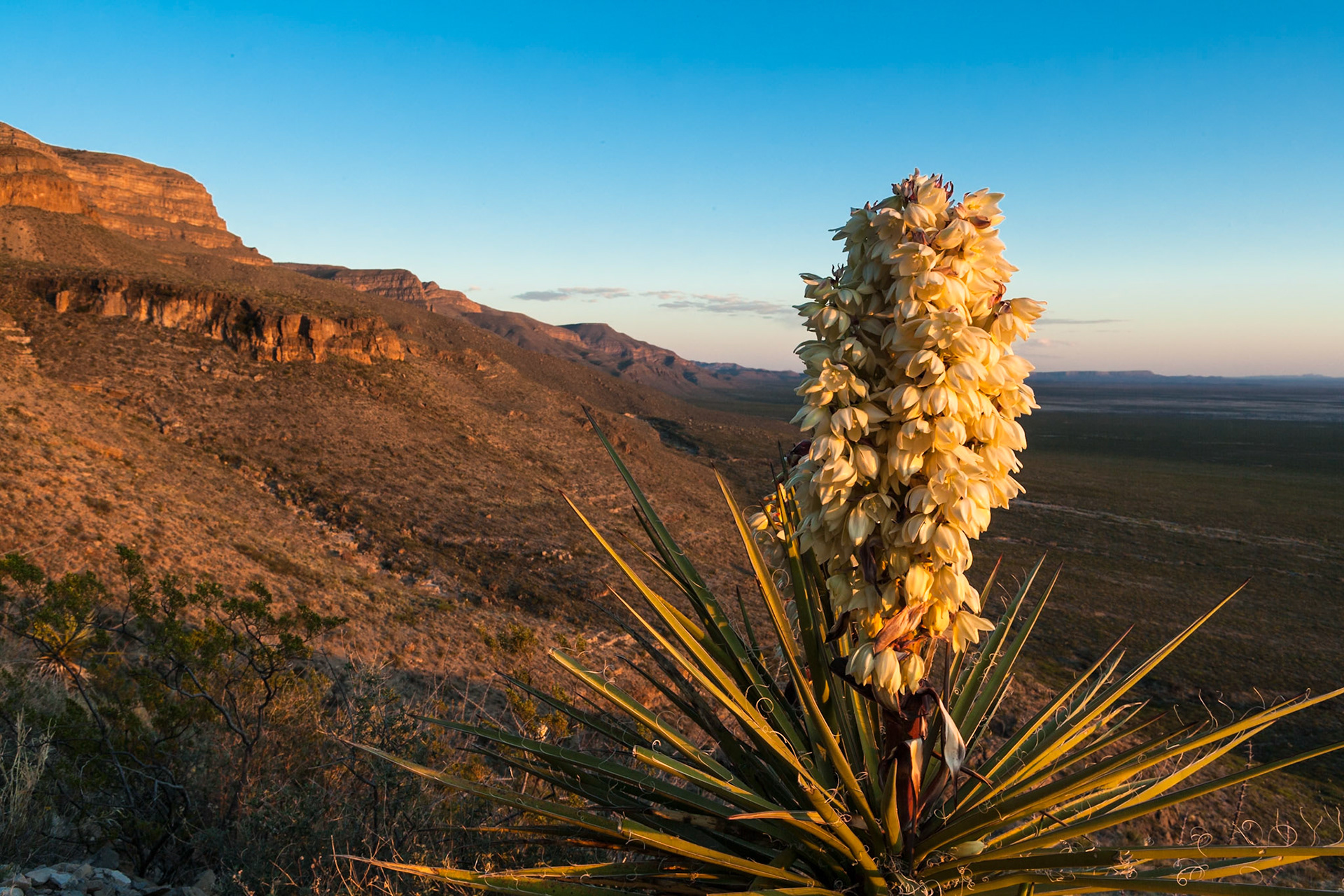Blooming Agave in Oliver Lee State Park, New Mexico, USA