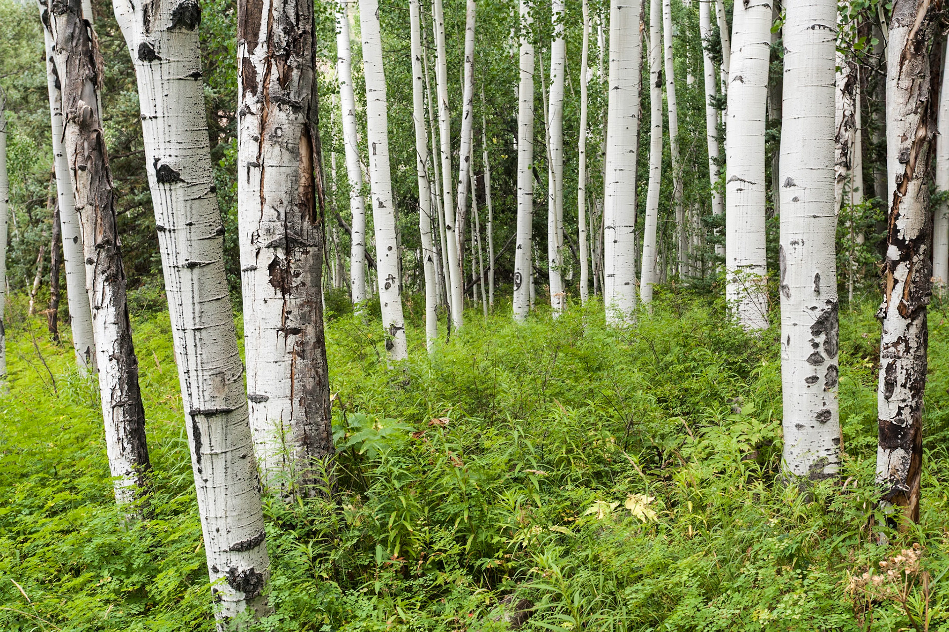 Trees near Mystic Falls, South of Telluride, CO, USA