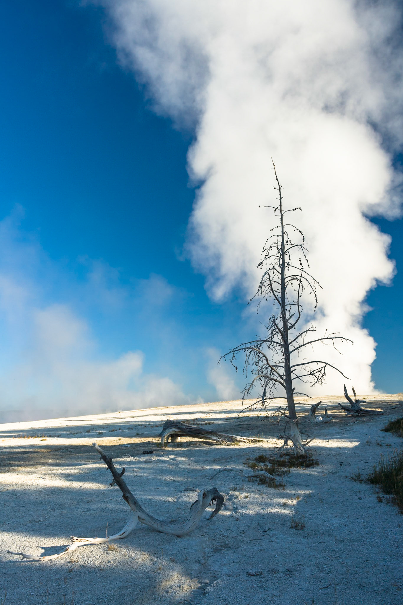 Clepsydra Geyser at Lower Geyser Basin in Yellowstone National Park, WY, USA