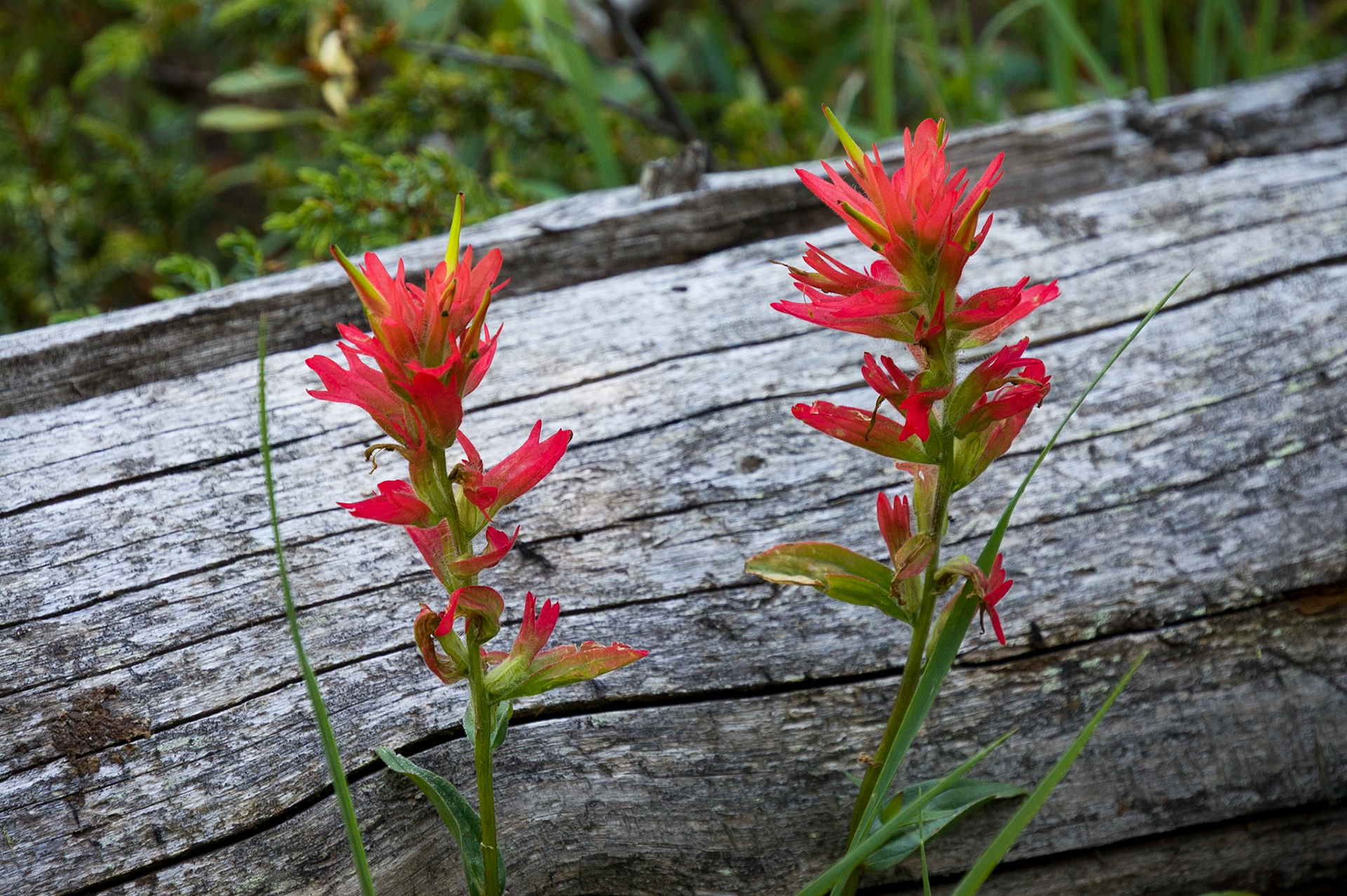 Wildflowers in Jasper Nat'l Park, Alberta, CA