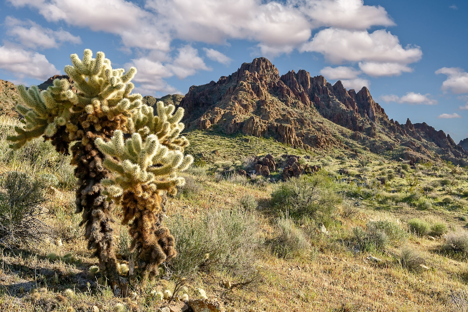Rocks and Cholla cactus at Silver Creek Rd between Oatman and Bullhead City, AZ, USA