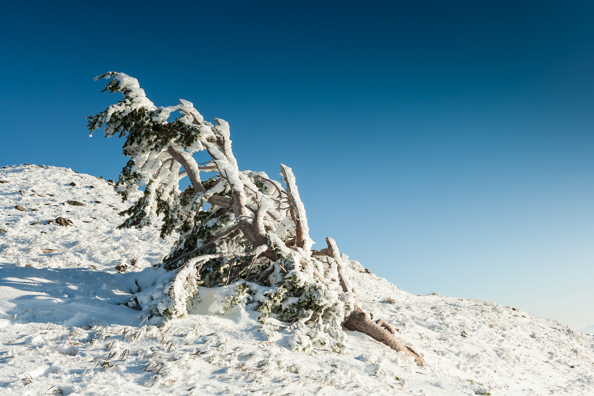 Wind formed Ice on tree at Francis Peak at Wasatch National Forest, Wasatch Range, Utah, USA