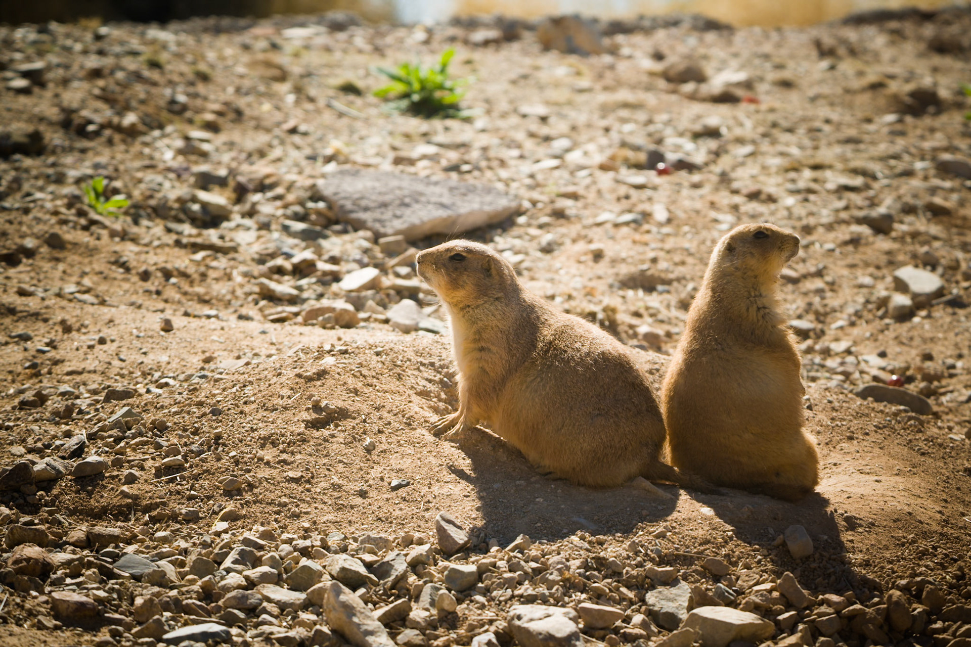 Prairie Dogs at the Sonora Desert Museum, Tucson, AZ, USA