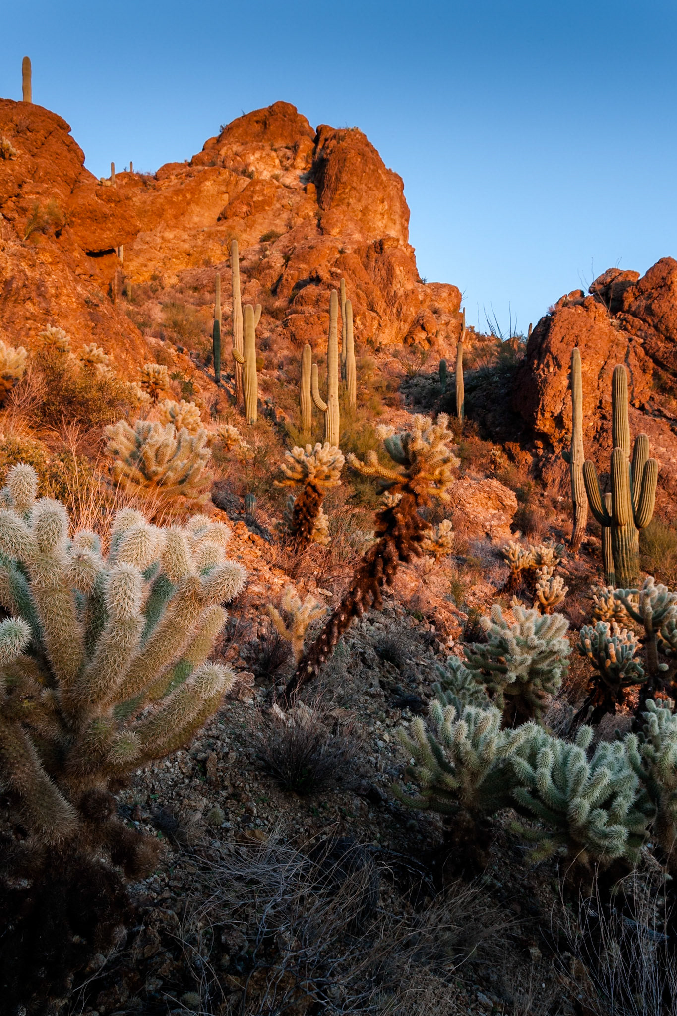 Tucson Mountain Park at the Gate Pass at sunset, Arizona, USA