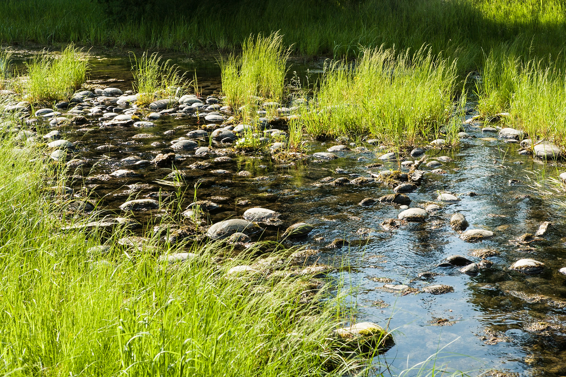 Creek at Teton NP, Wyoming, USA