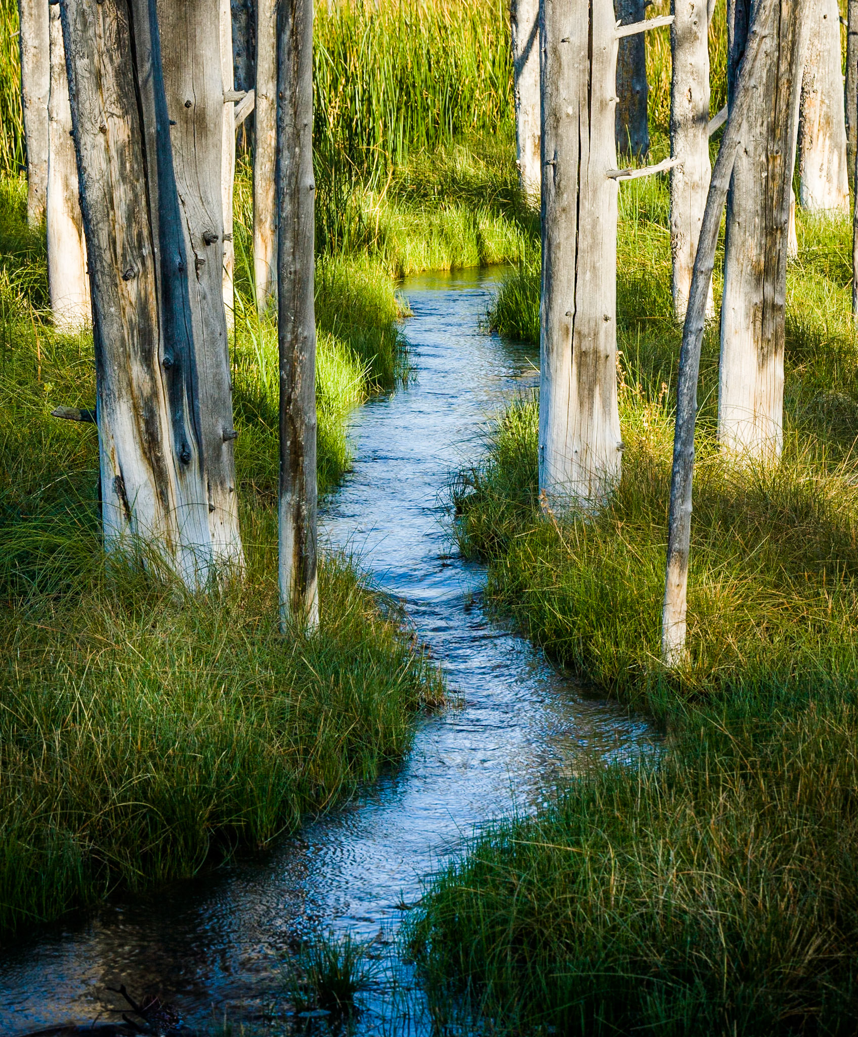 Lower Basin in Yellowstone, WY, USA