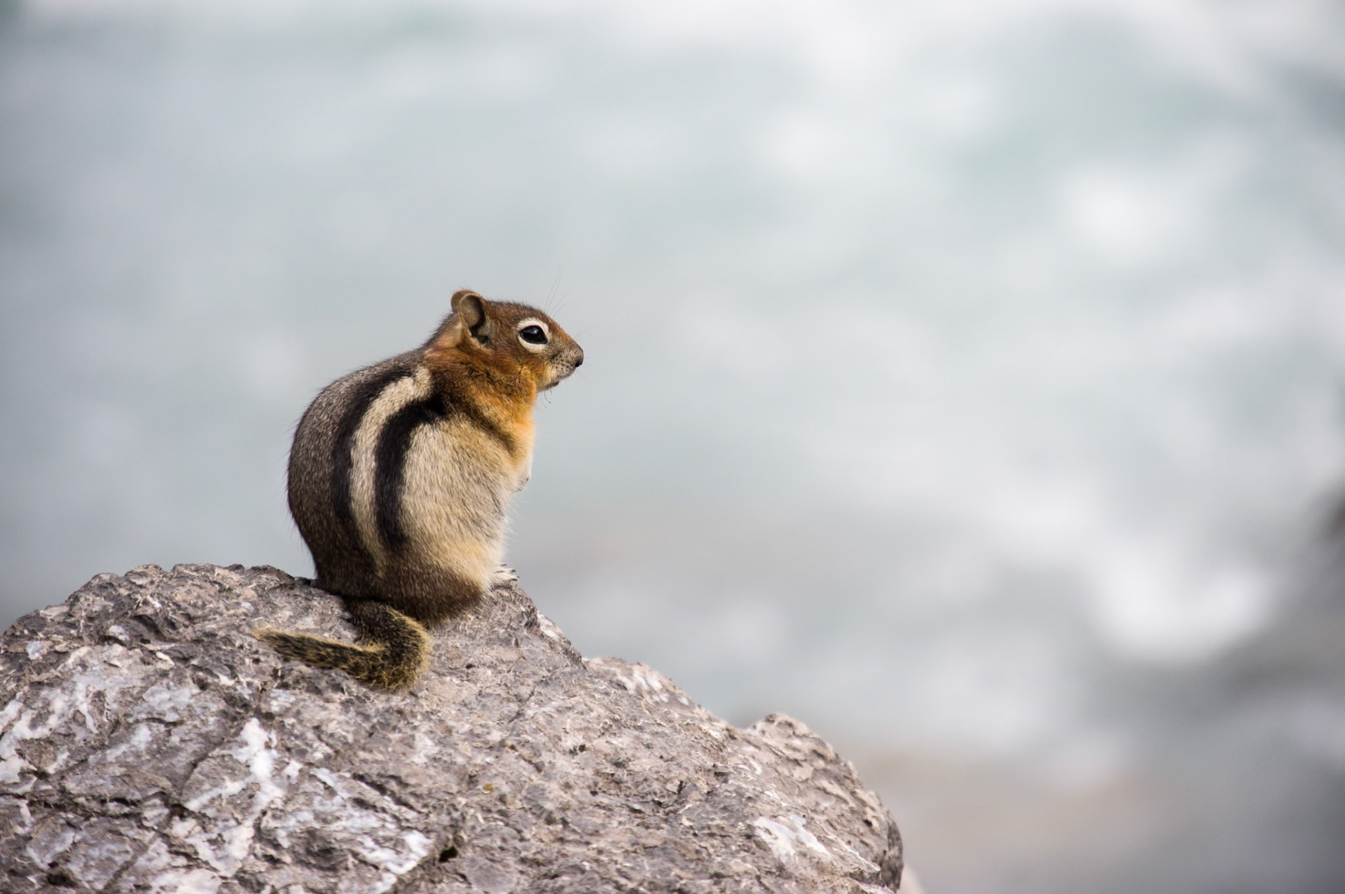 Squirrel at Icefields Parkway at Banf National Park, Alberta, CA