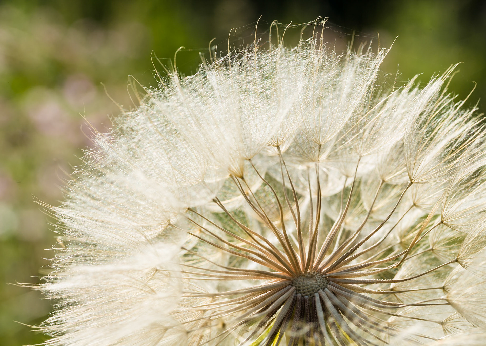 Wild flowers at Grand Teon National Park, Wyoming, USA