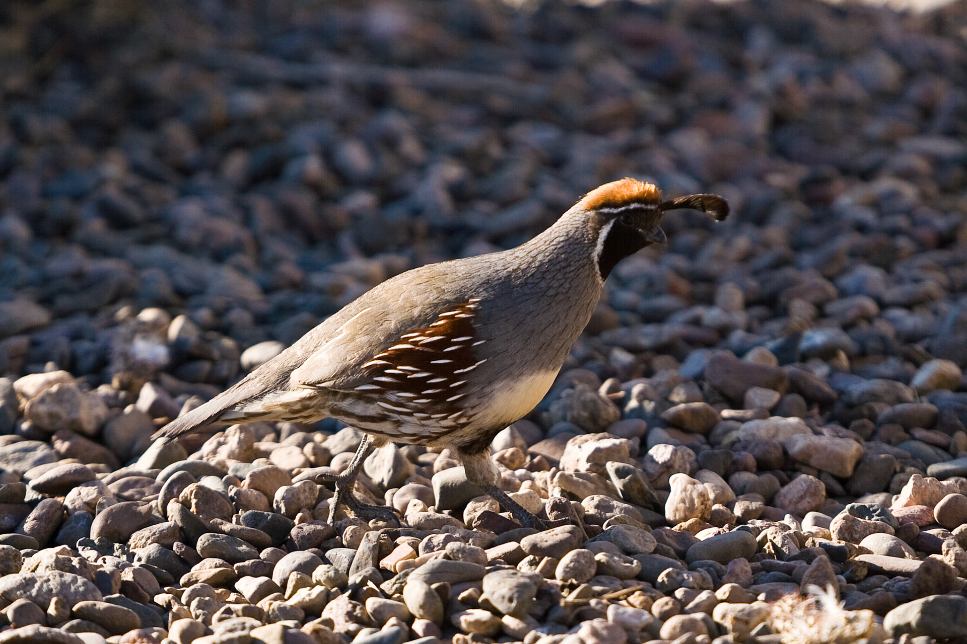California Quail, NM, USA