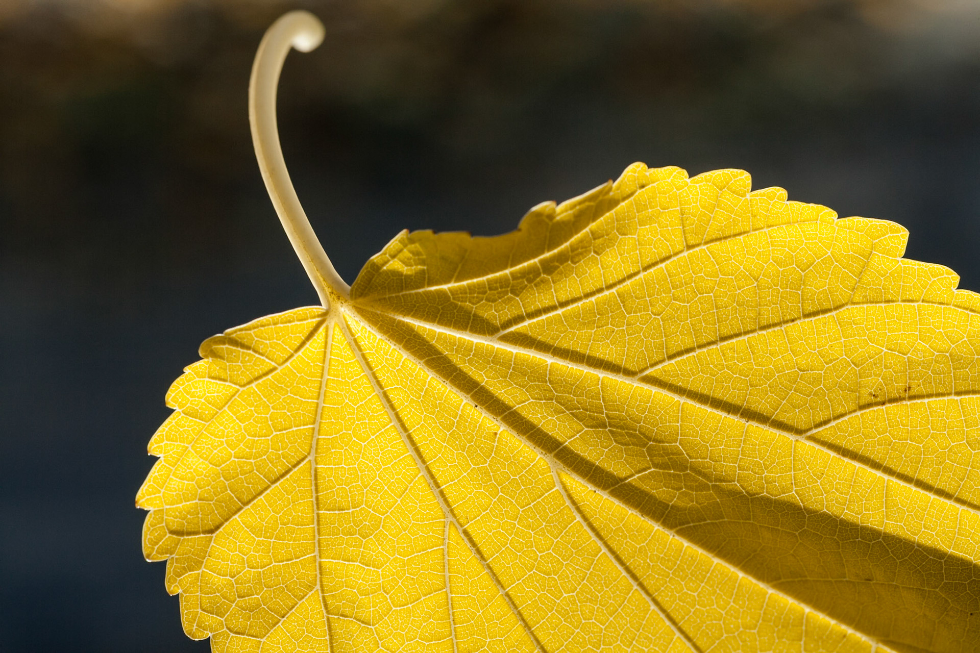 Yellow Autumn leaf, USA