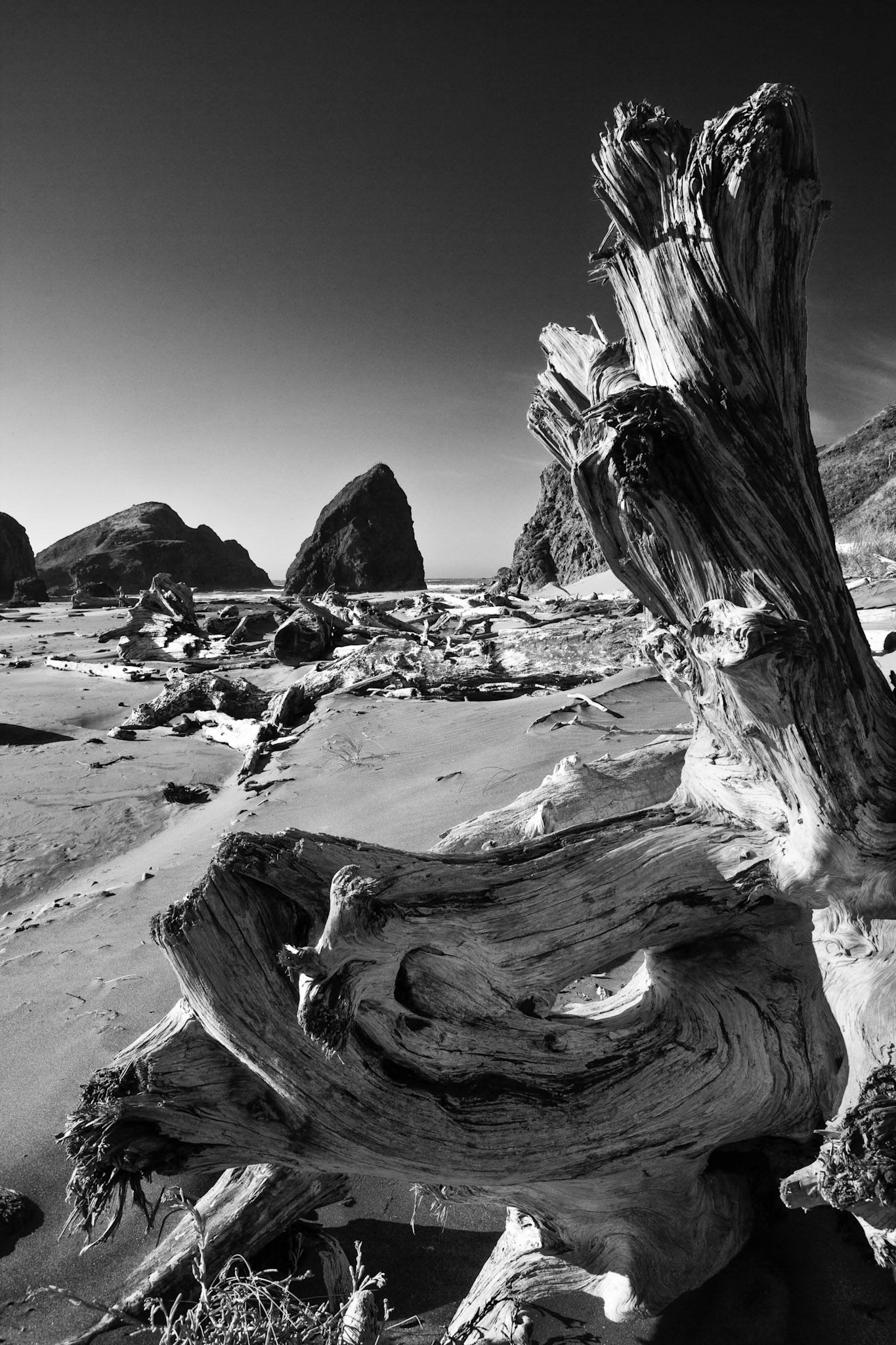 Driftwood at the beach of Oregon Coast Hwy south of Cape Sebastian State Park, OR, USA