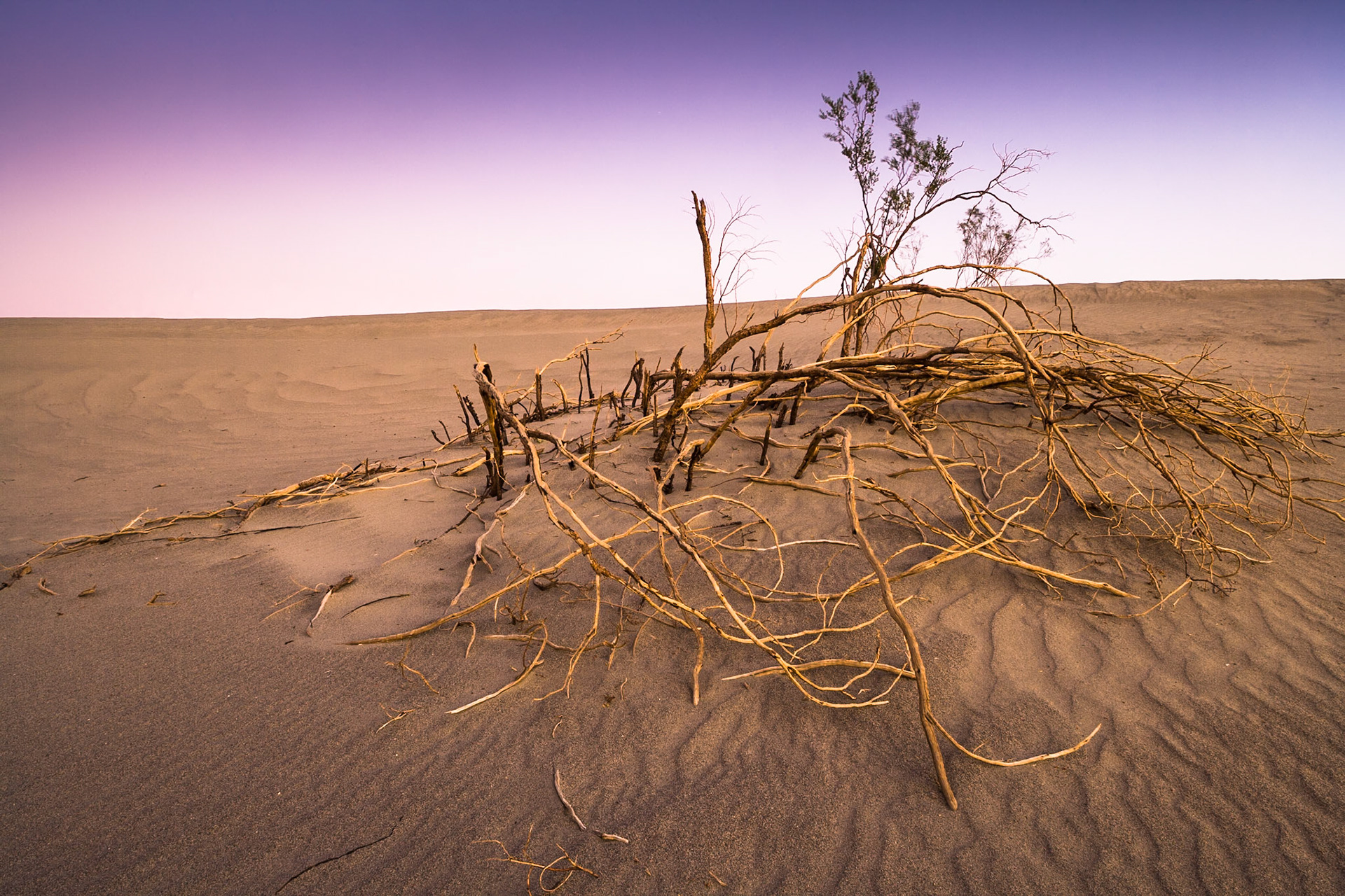 After sunset at the mesquite flat Sand Dunes, Death Valley, California, USA