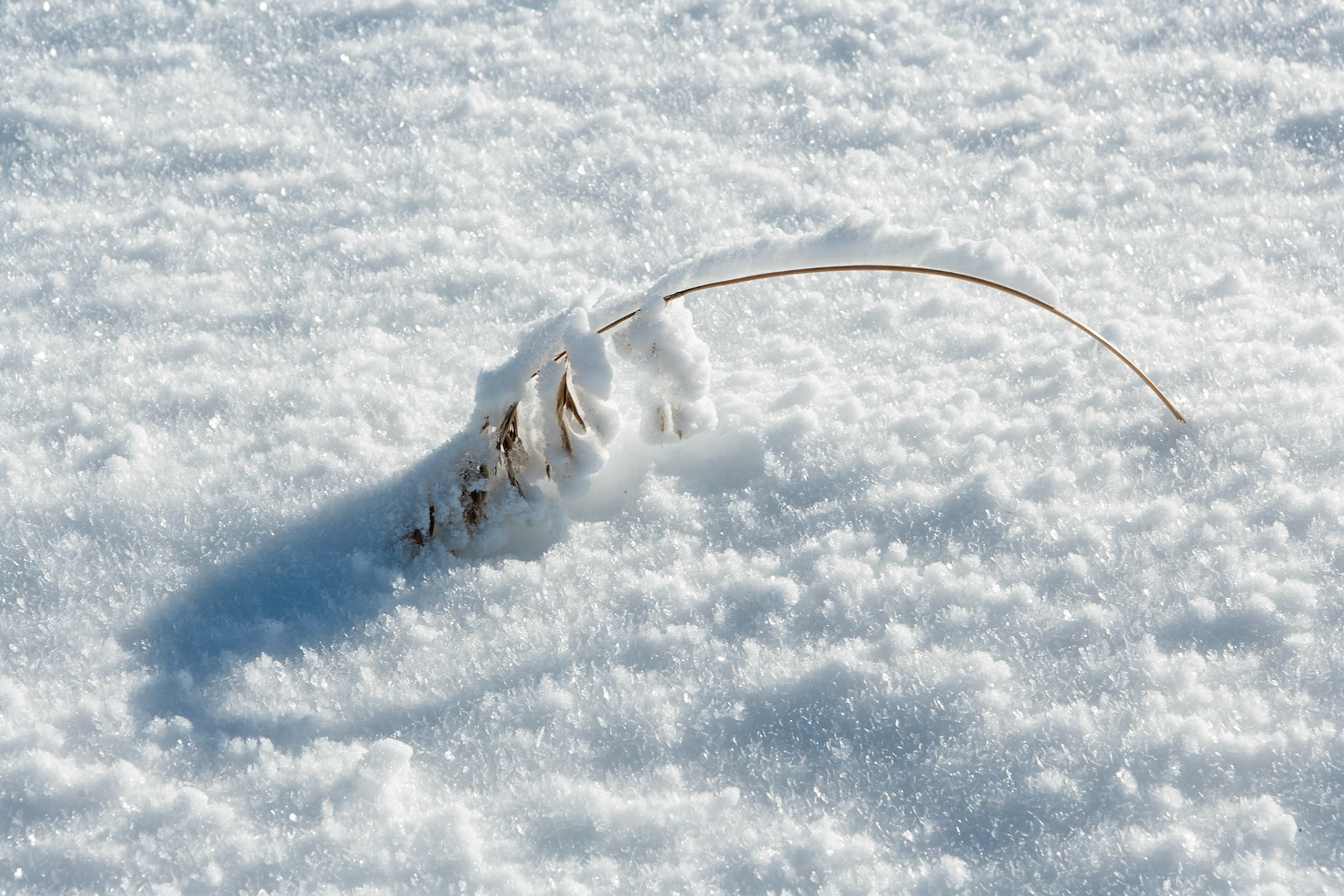 Grass is snow at Francis Peak, Wasatch National Forest, Wasatch Range, Utah, IMAGE OUT OF FOCUS