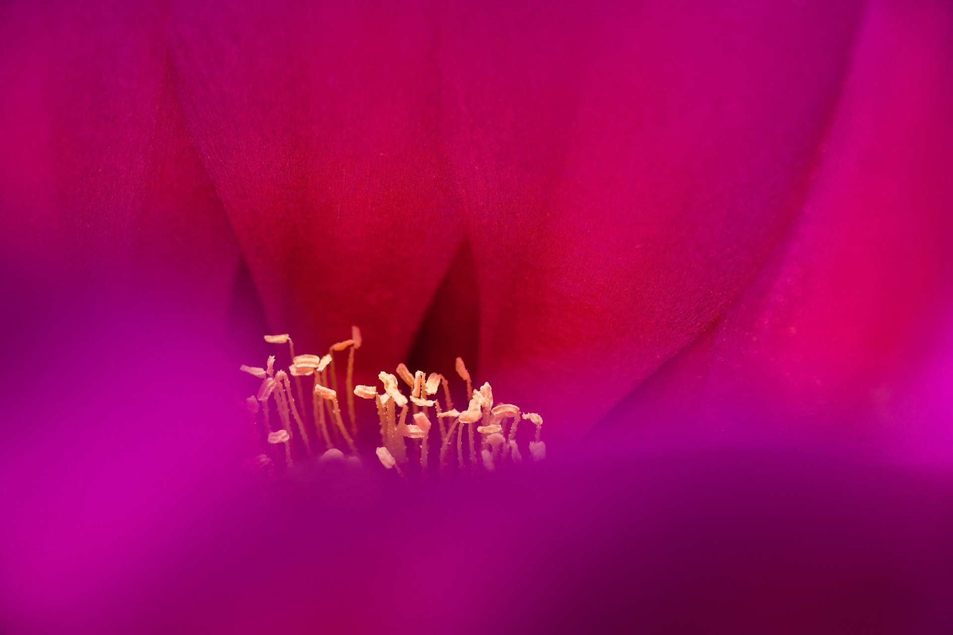 Close-up Hedgehog Cactus flower at Oliver Lee Memorial State Park, New Mexico, USA