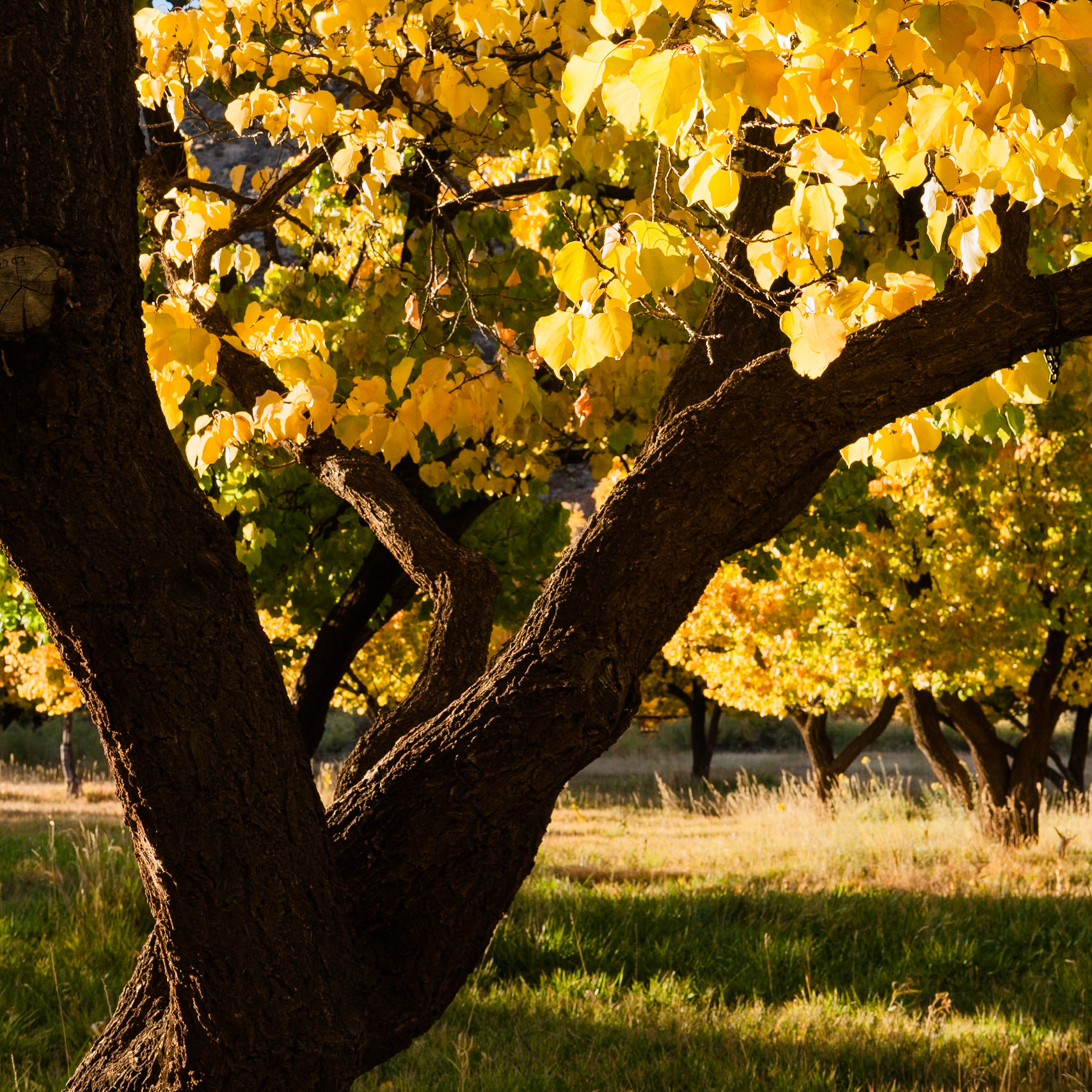 Autumn at Fruita Orchard, Capitol Reef Nat'l Park, Utah,