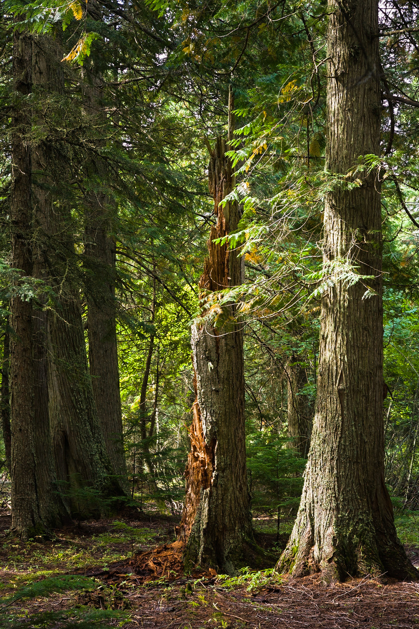 Trail of the Cedars, Glacier National Park, Montana, USA