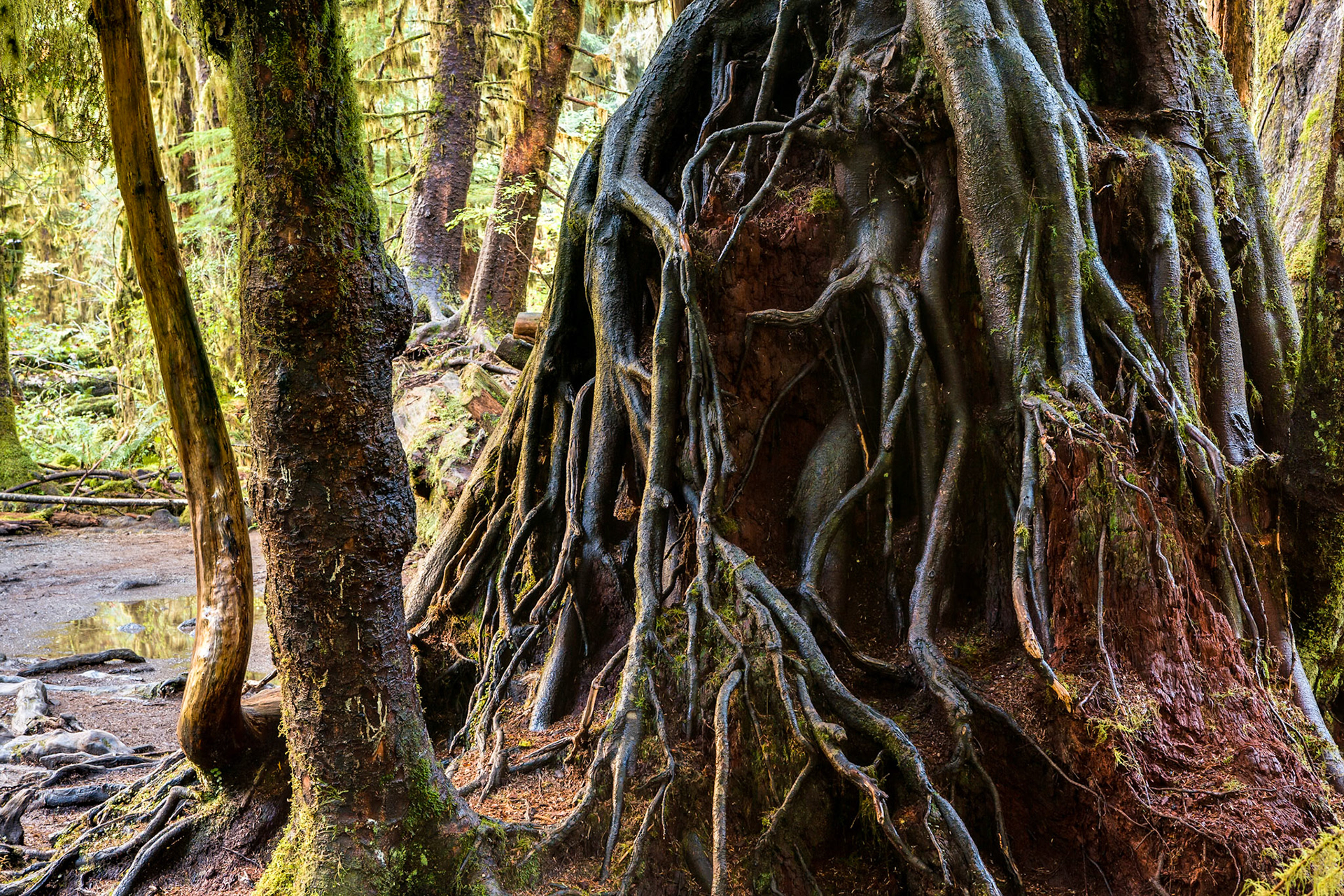 Hall of Mosses in the Hoh Rainforest at Olympic national Park, Washington, USA