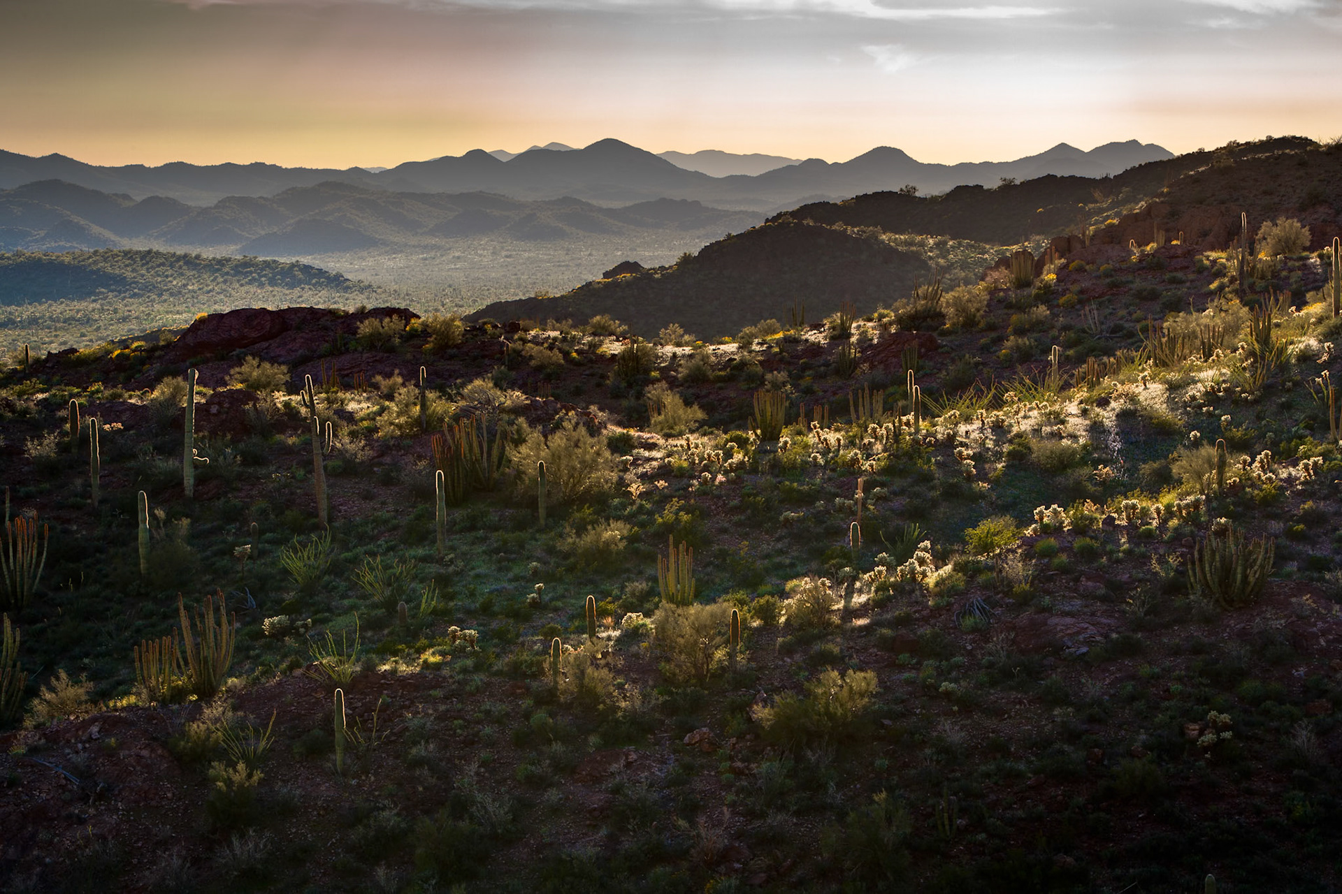 Organ Pipe Cactus National Monument Arizona USA