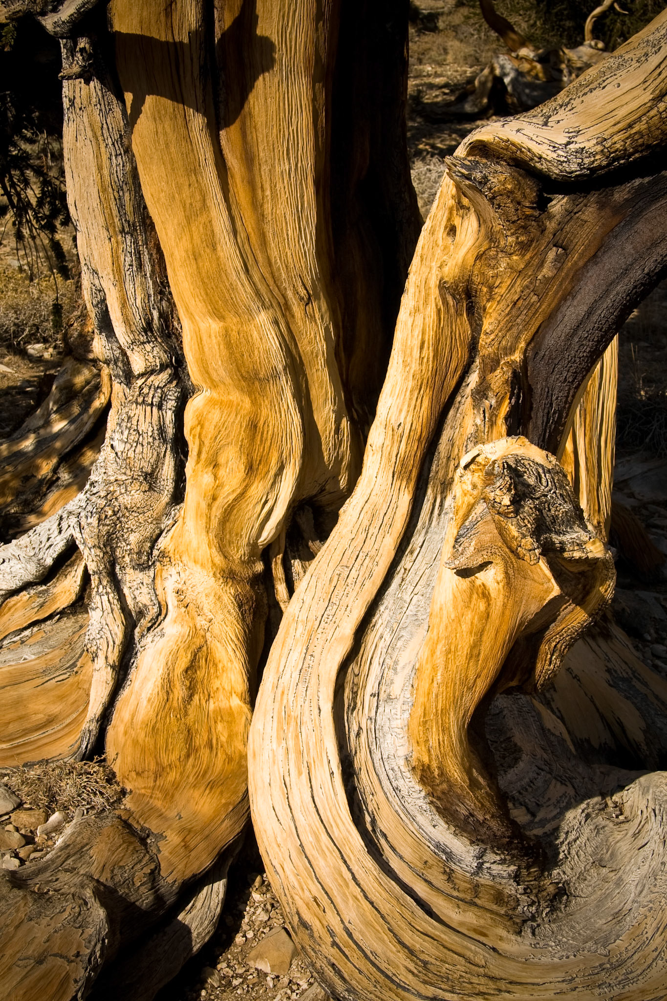 Bristlecone Pine at Bristlecone Pine Forest near Big Pine, CA, USA