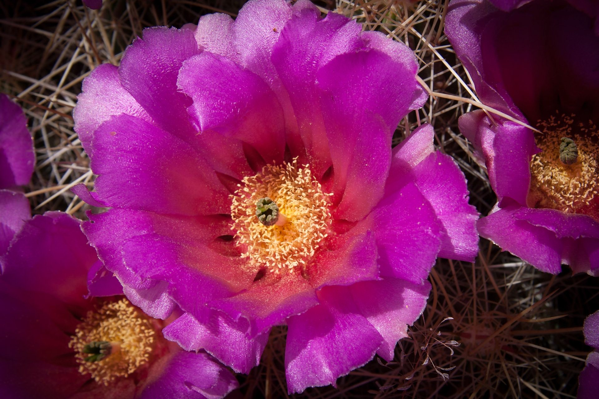 Flowering Cactus at Oliver Lee Memorial State Park, New Mexico, ARTIFACTS PROBLEM