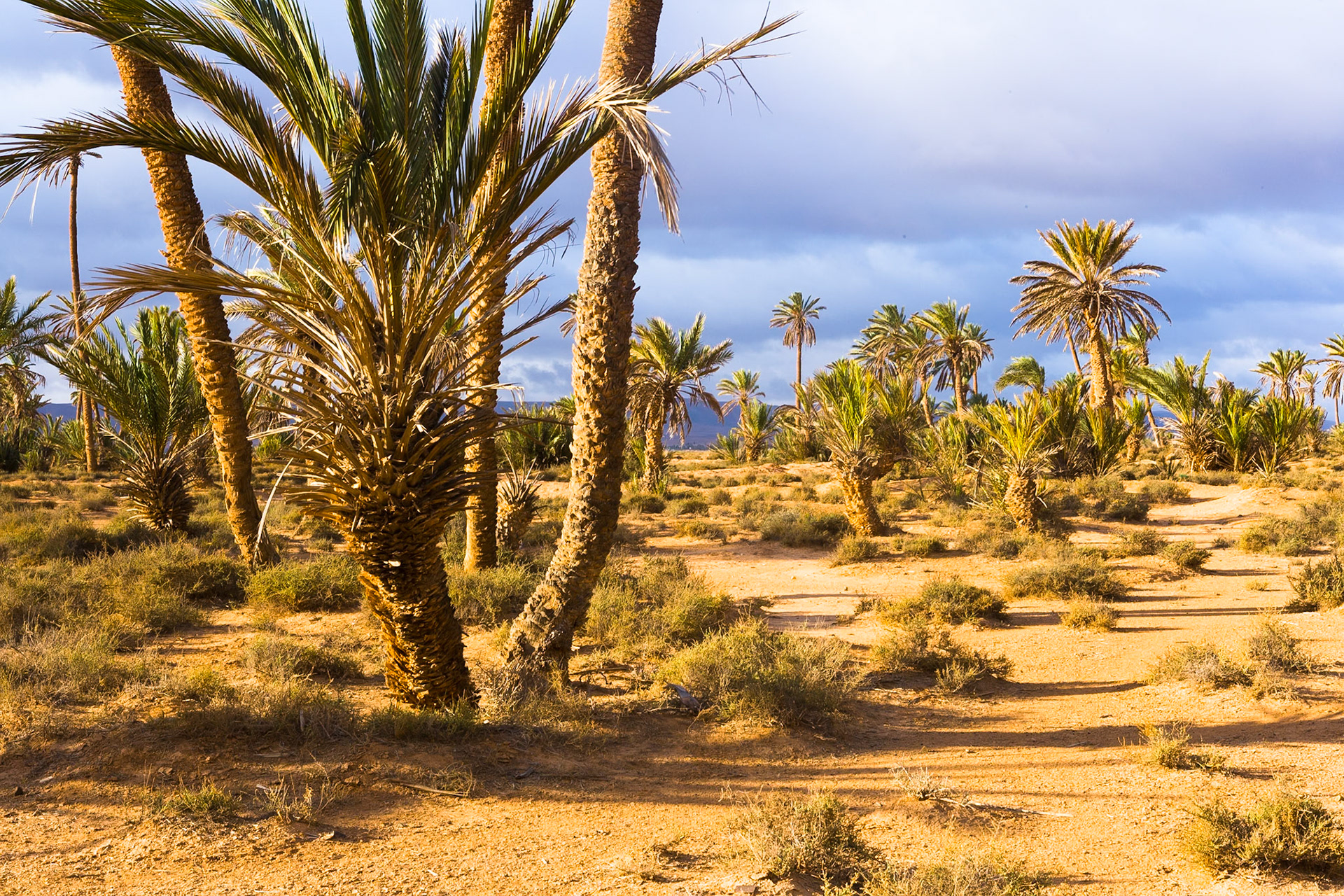 Oasis near Guelmim, Morocco