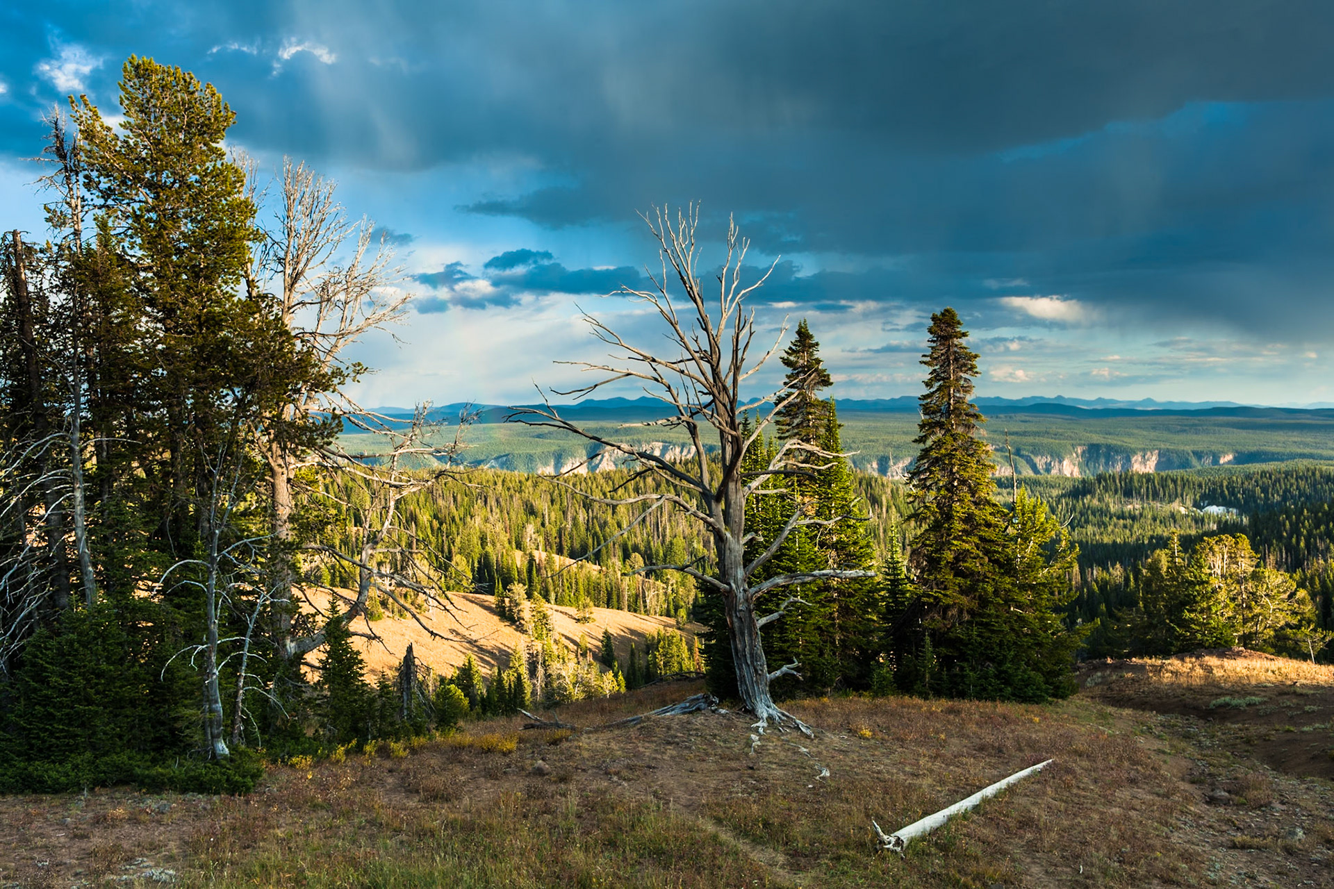 Rain at Grand loop road, Yellowstone Nat'l Park, WY, USA