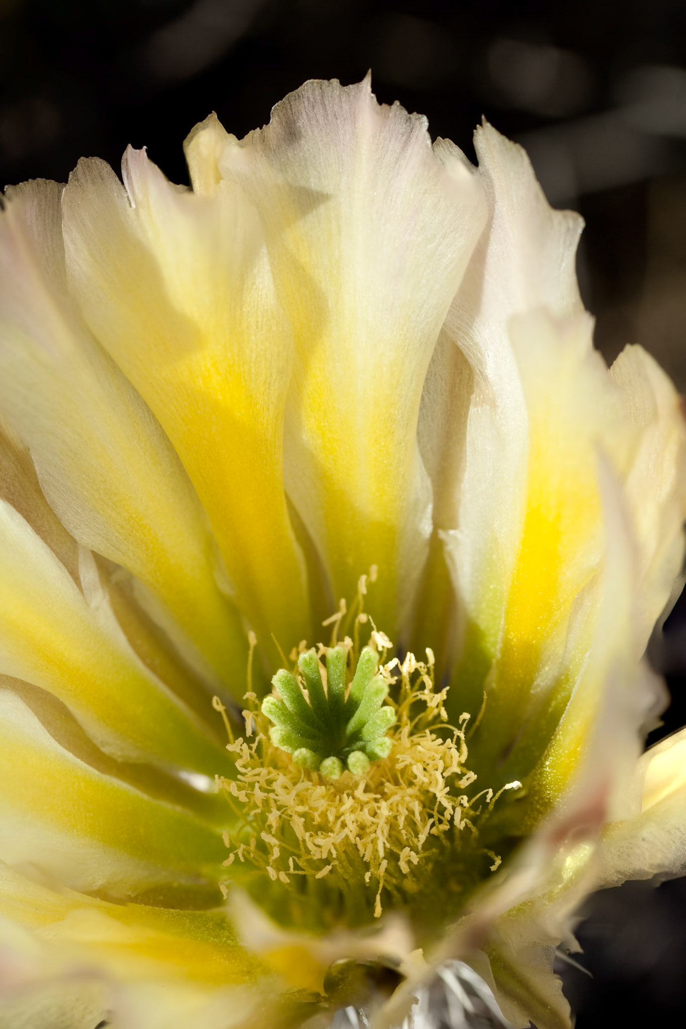 Blooming Rainbow Cactus at Oliver Lee Memorial State Park, New Mexico, USA