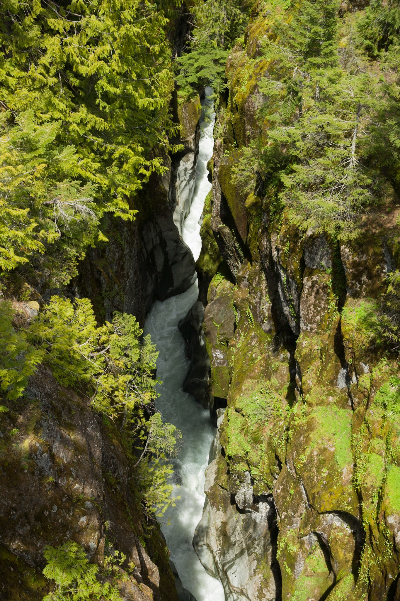 Box Canyon at Mount Rainier Nat'l Park, WA, USA