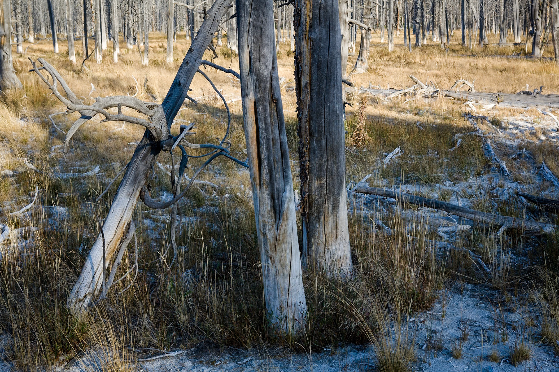 Lower Basin in Yellowstone, WY, USA