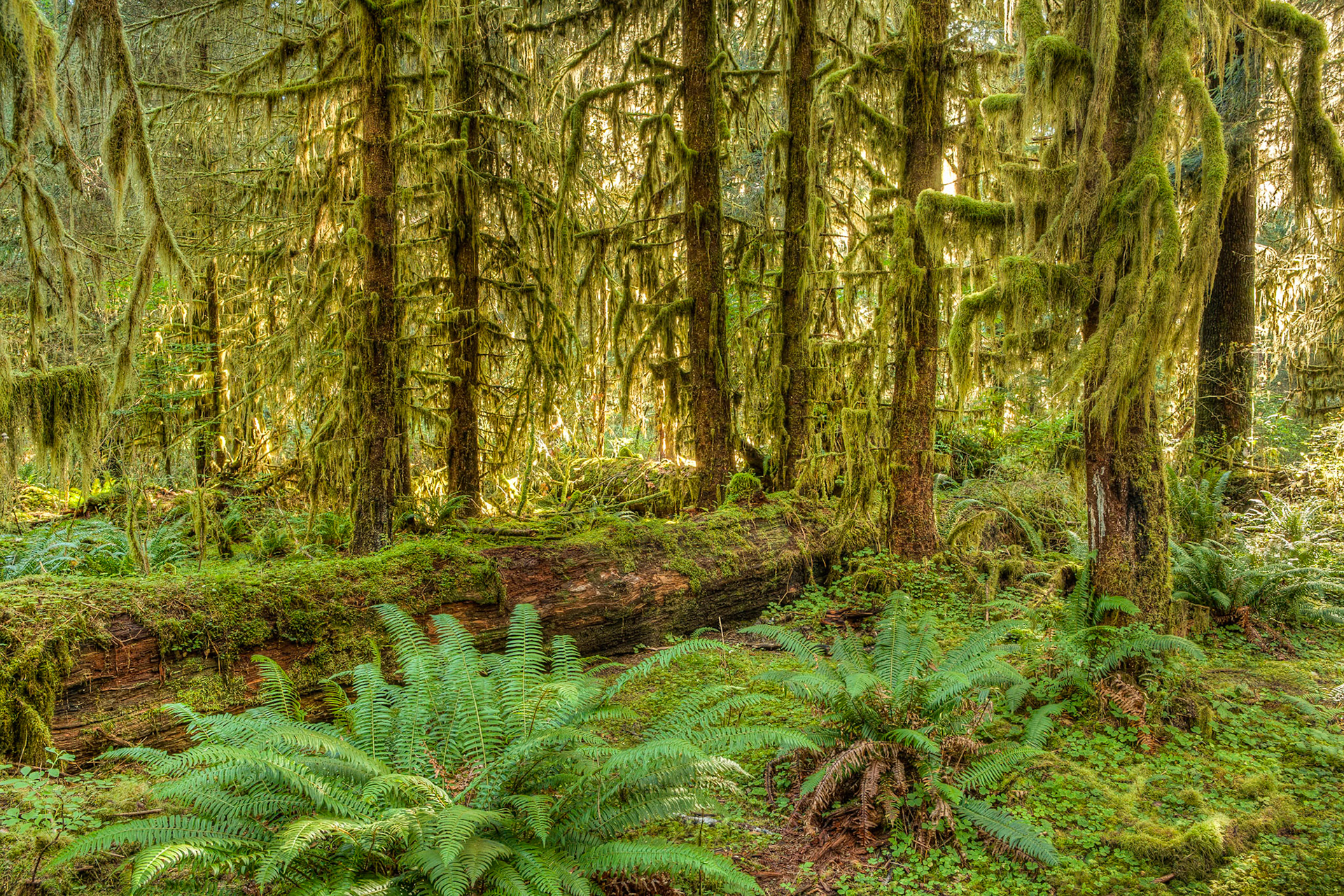 River Trail at Hoh Rainforest at Olympic National Park, Washington USA